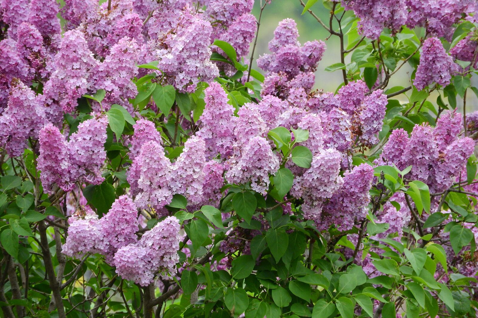Nikon Coolpix P610 sample photo. Lilac, syringa, flowers photography