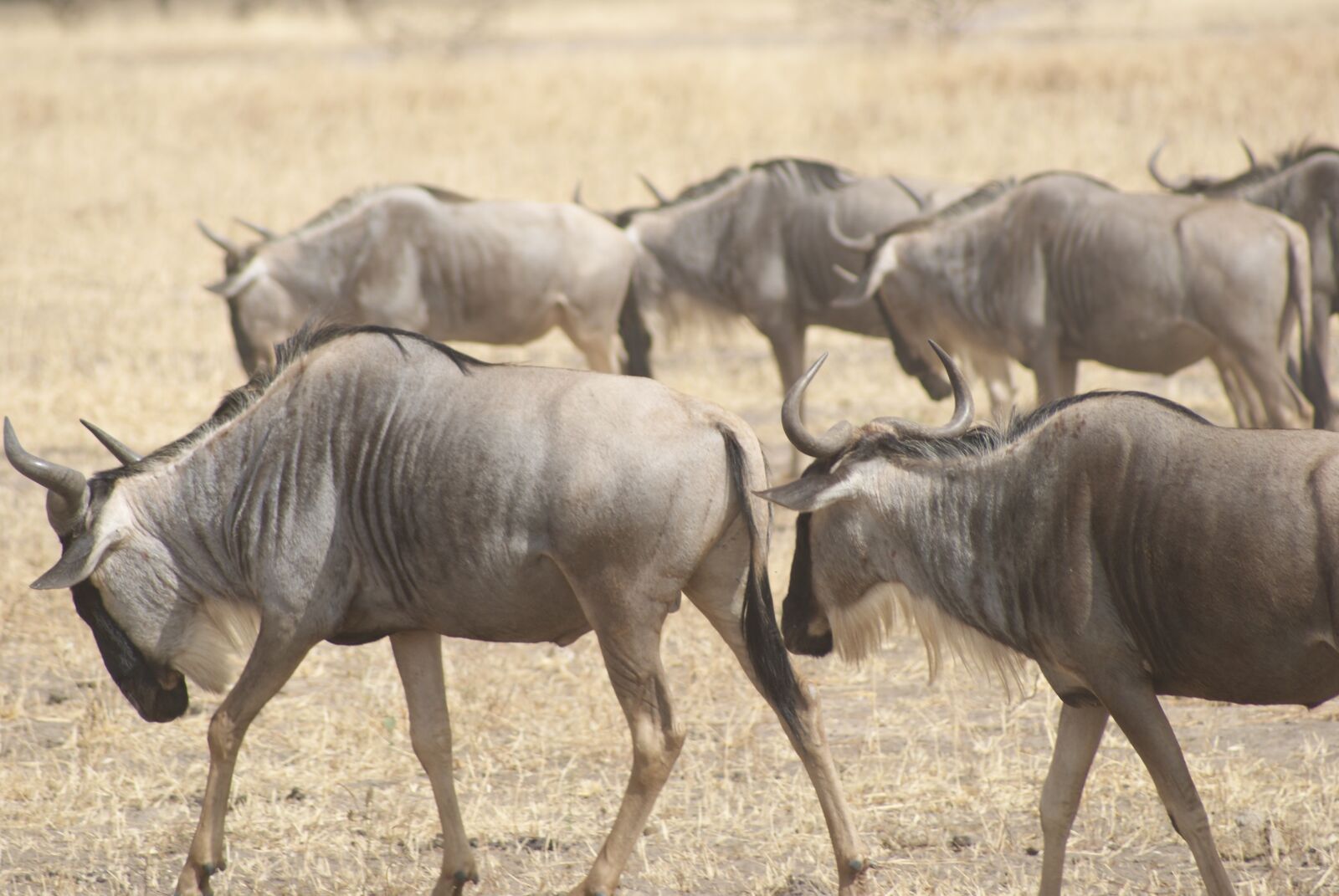 Sony Alpha DSLR-A230 sample photo. Wildebeest, africa, wildlife photography