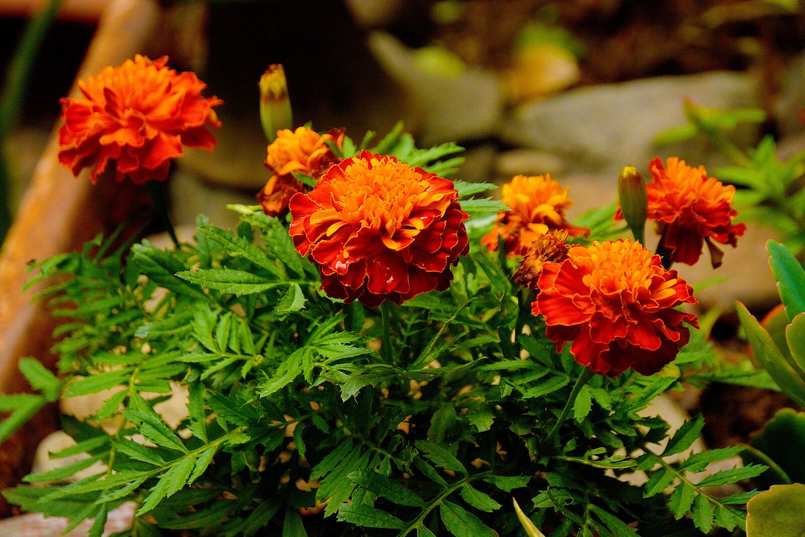 Nikon D5200 sample photo. Calendula, flower, gardening photography