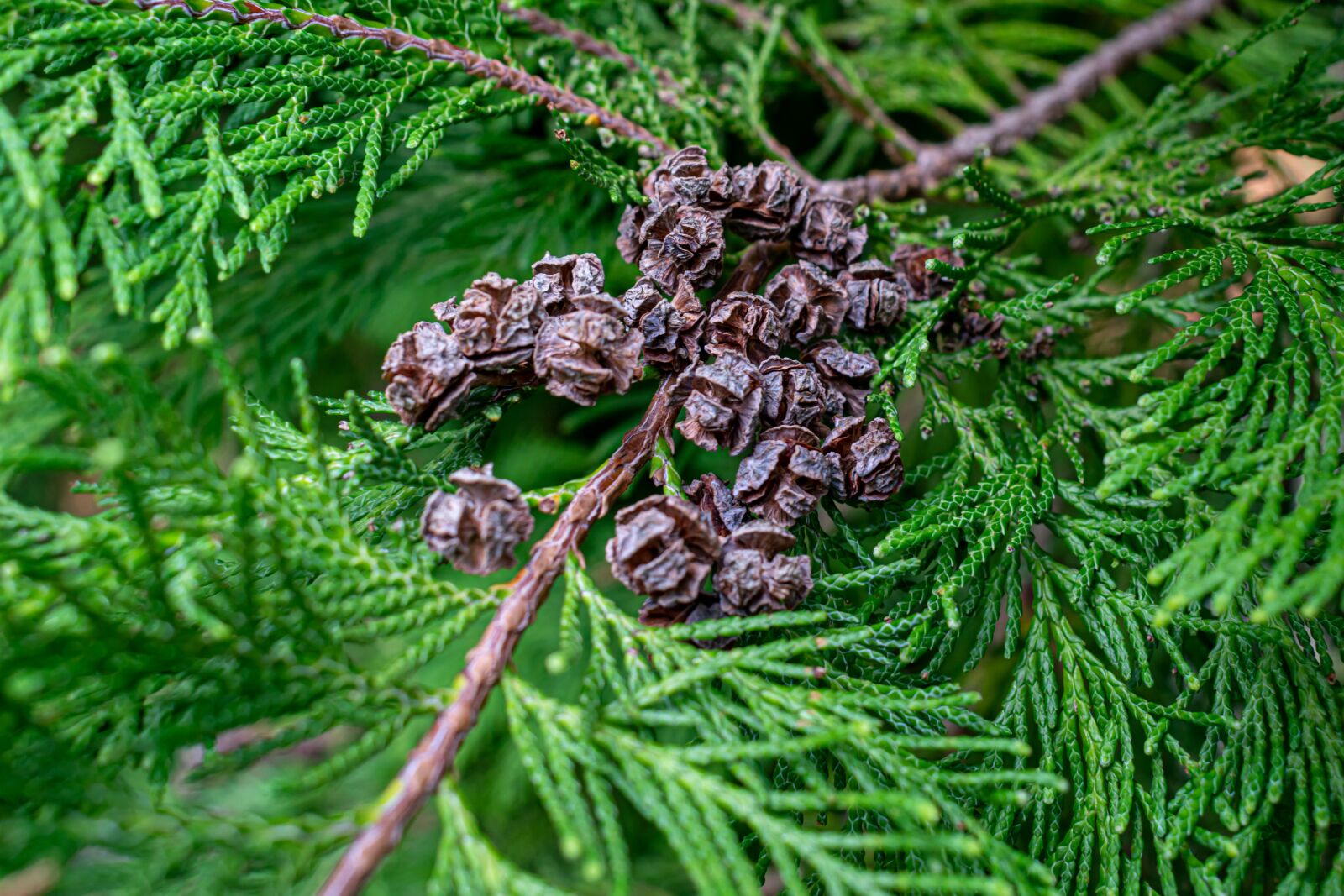 Nikon D5300 sample photo. Cypress, conifer, tree photography