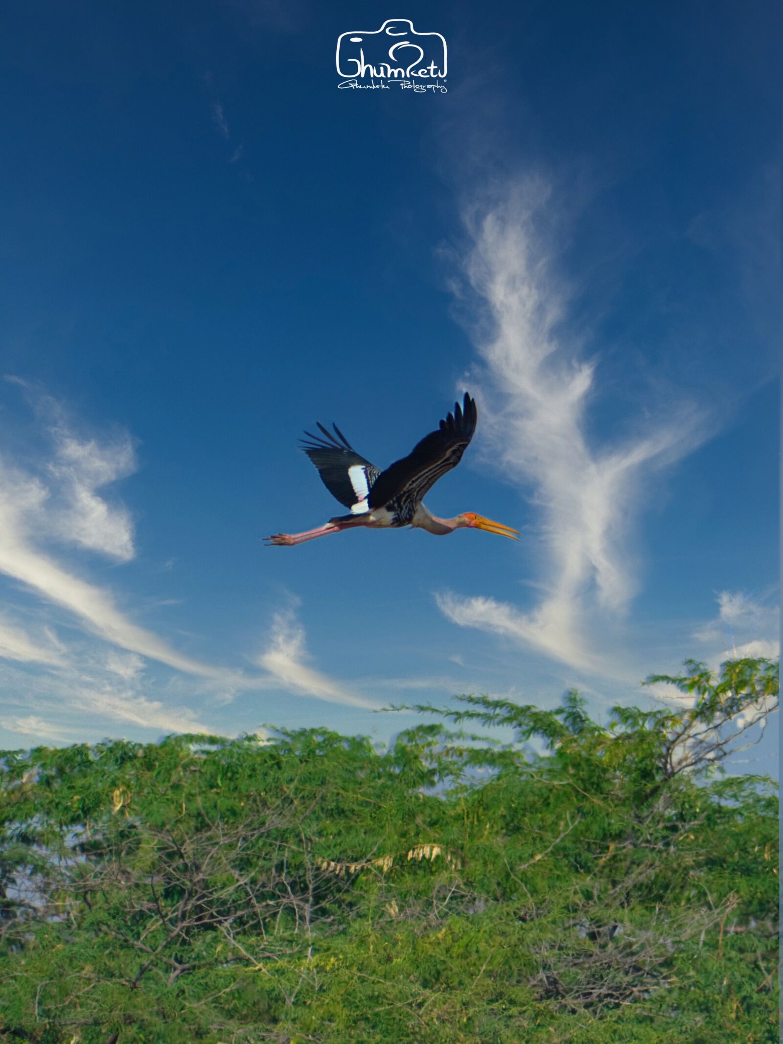 Nikon D3400 sample photo. Sky, stork, tree photography