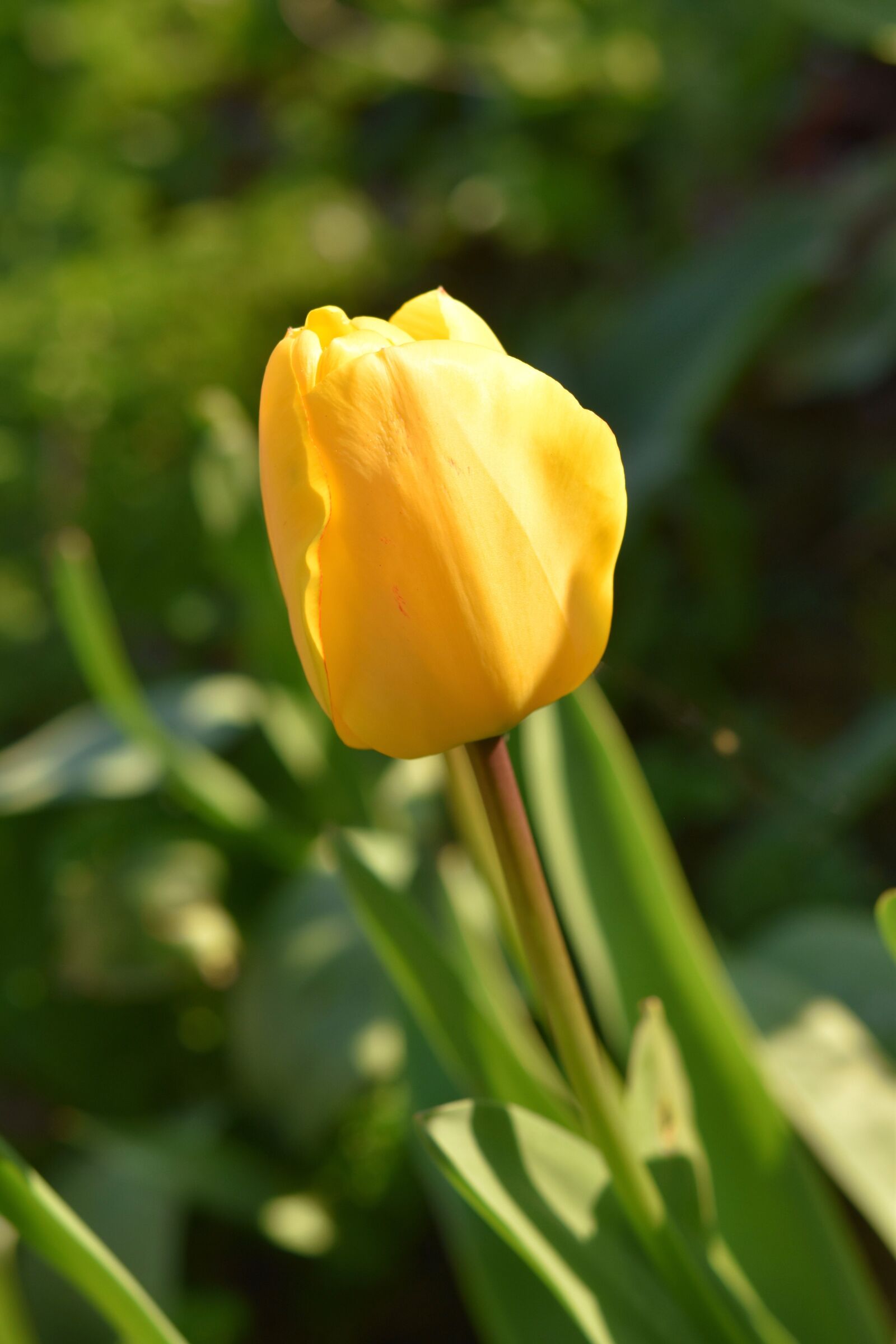 Nikon D5600 sample photo. Flower, tulip, spring-flowering photography