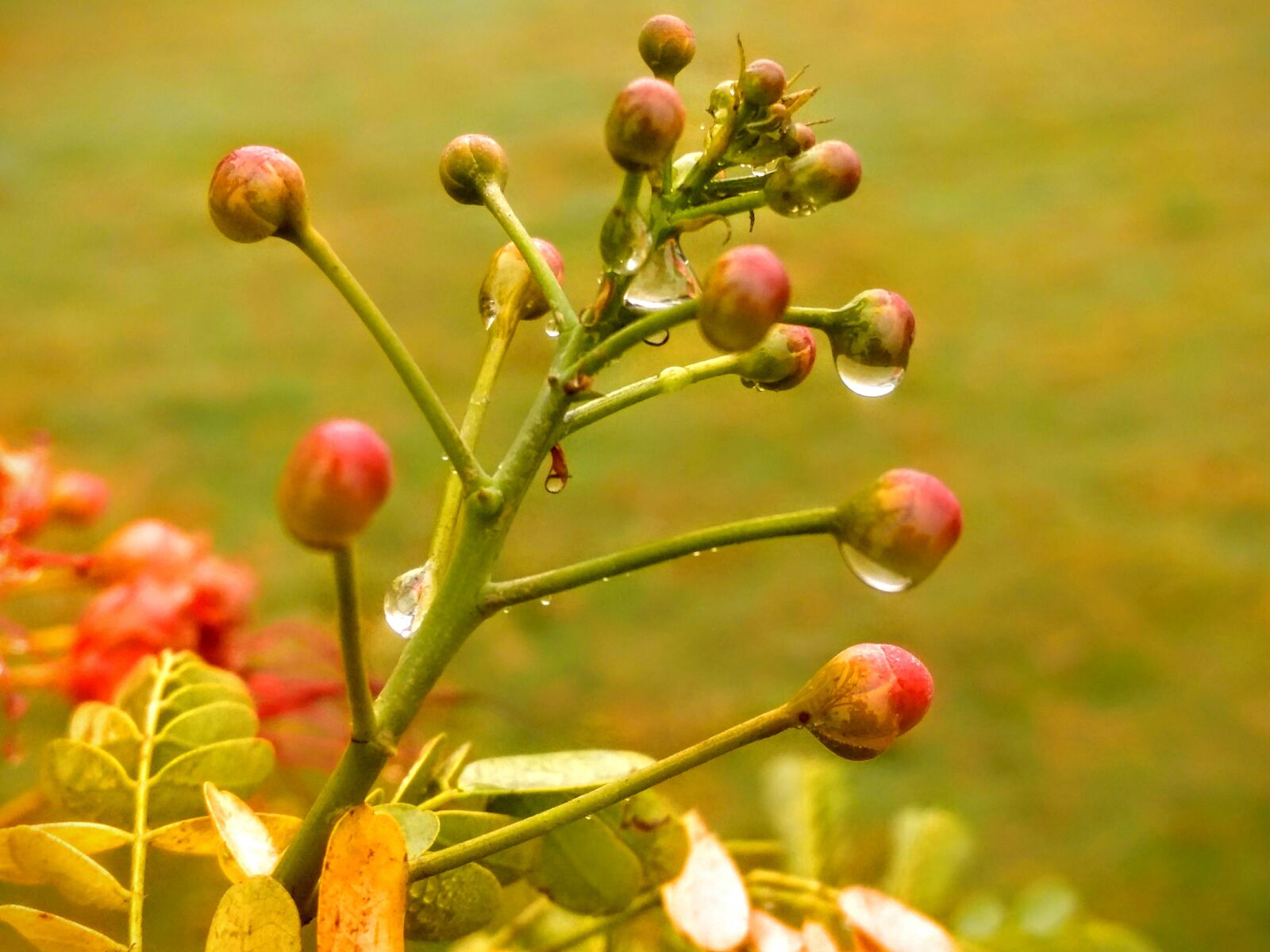 Motorola Moto G (4) sample photo. Dew, dew drops, flower photography