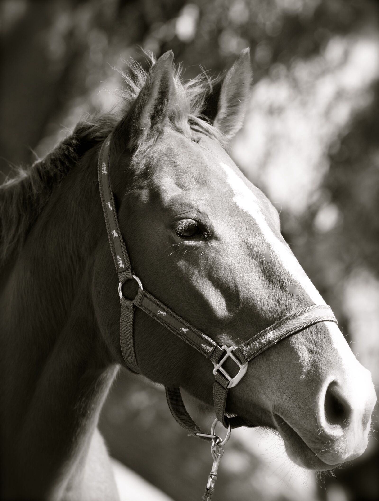 Canon EOS-1Ds Mark III sample photo. Black white, thoroughbred, mare photography