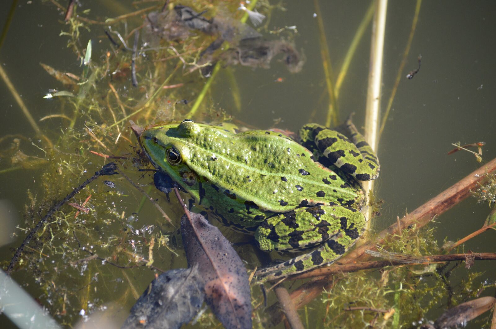 Nikon D3200 sample photo. Frog, water, sun photography