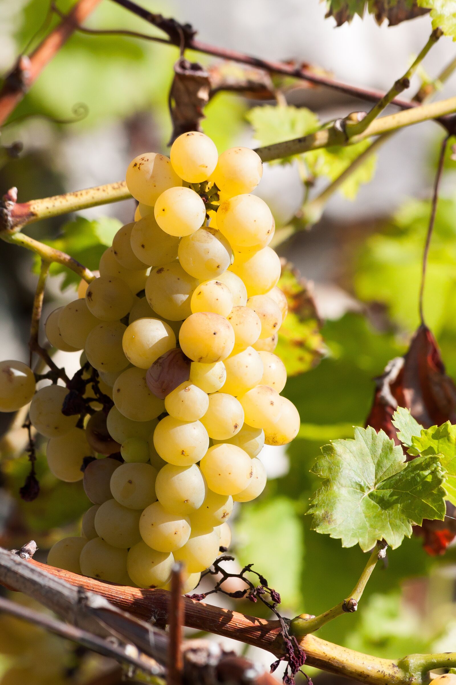 Canon EOS 50D sample photo. Grapes, wine, grape photography