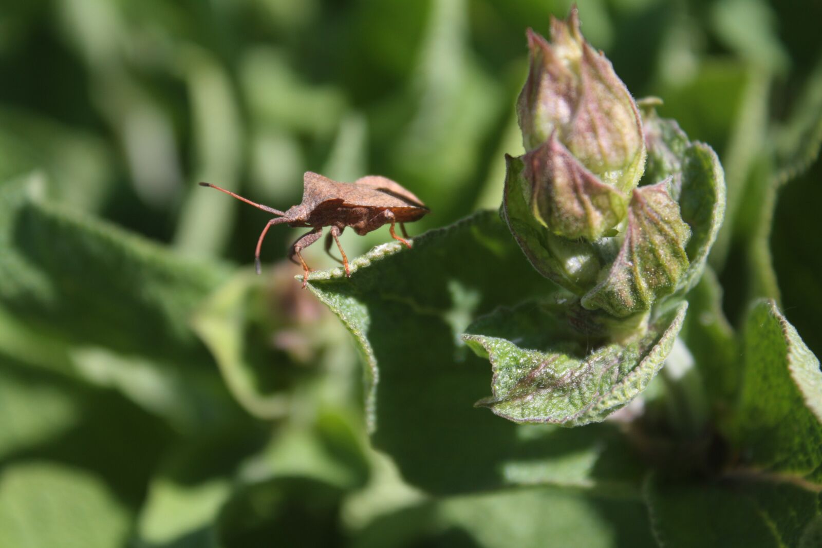 Canon EOS 450D (EOS Rebel XSi / EOS Kiss X2) sample photo. Bug, brown, leather bug photography