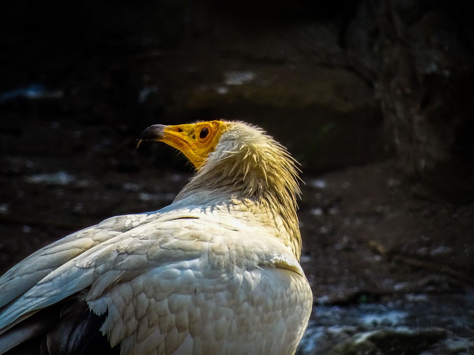 Sony DSC-HX60 sample photo. Bird, adler, animel photography