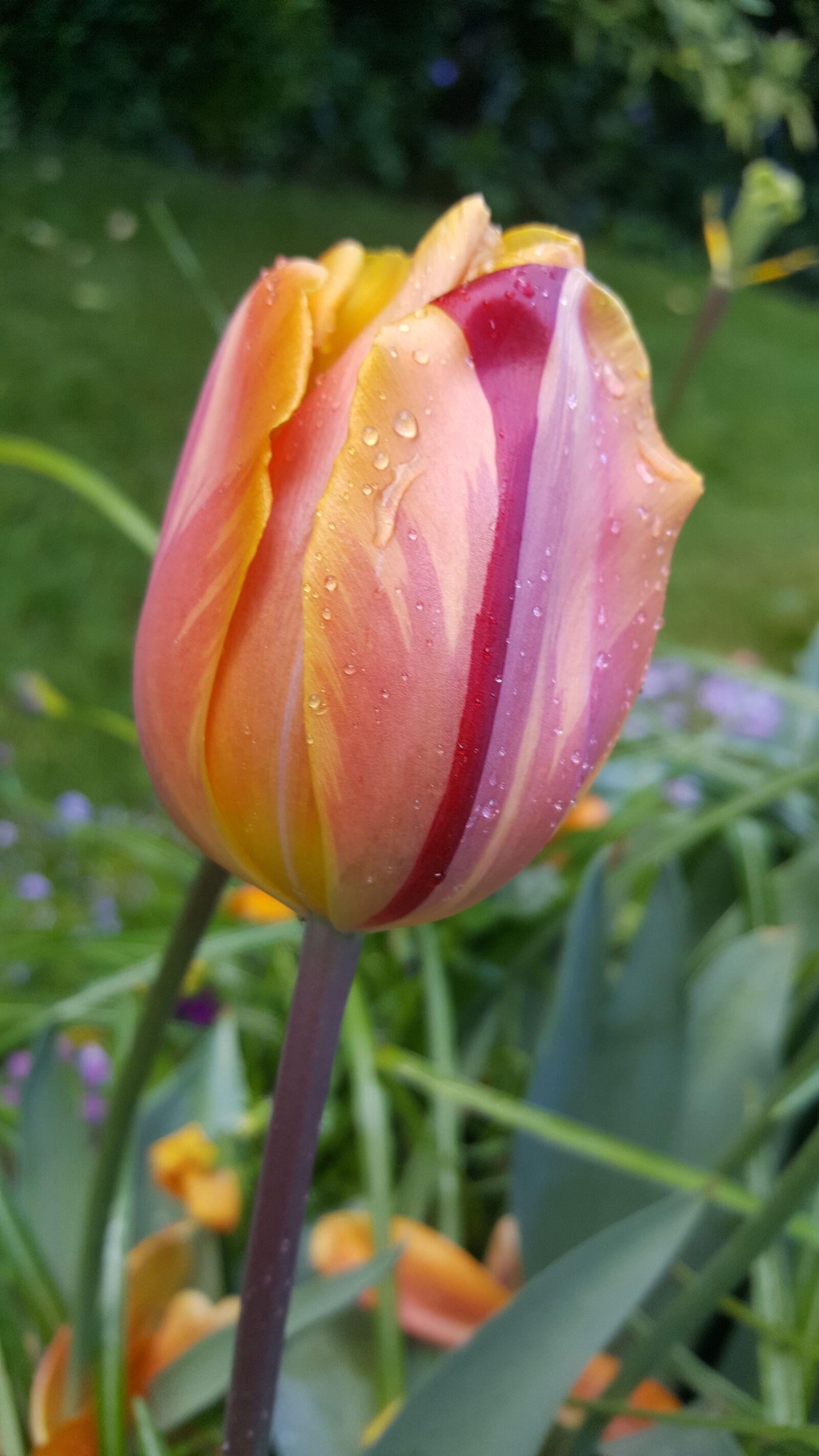 Samsung Galaxy S6 sample photo. Tulip, flower, spring photography