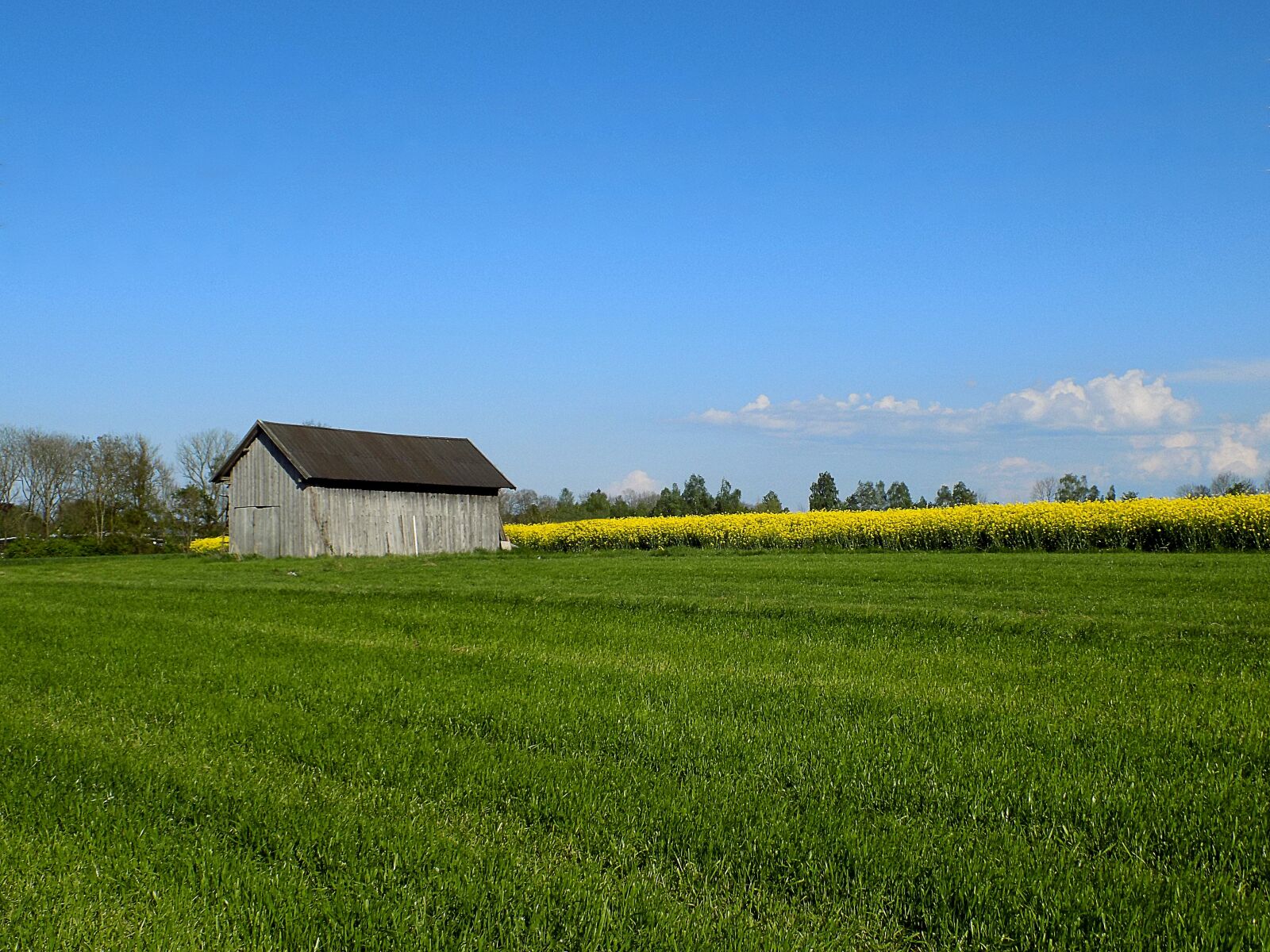 Nikon COOLPIX L340 sample photo. Hut, nature, oilseed rape photography