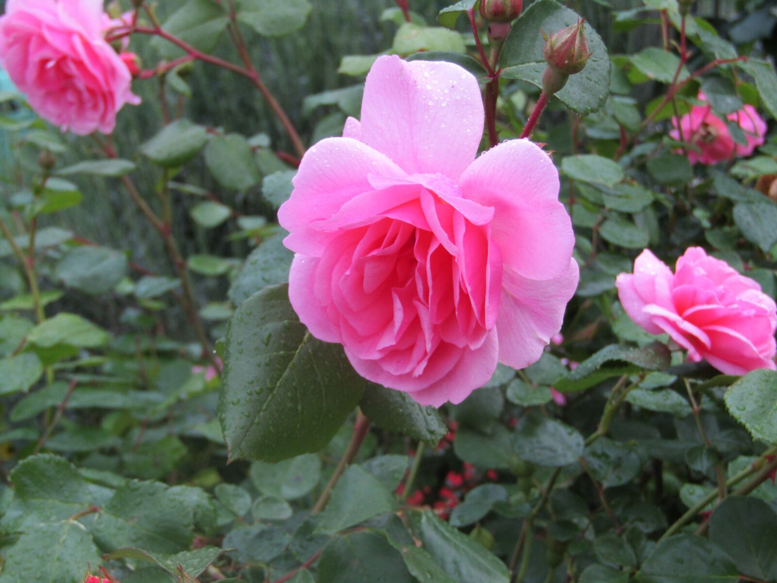 Canon POWERSHOT SX432 IS sample photo. Rosa, flower, spring photography