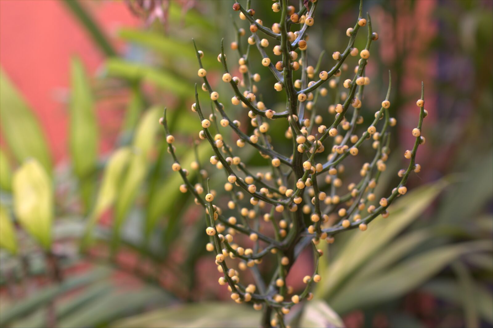 Nikon D7500 sample photo. Plant, green, leaves photography