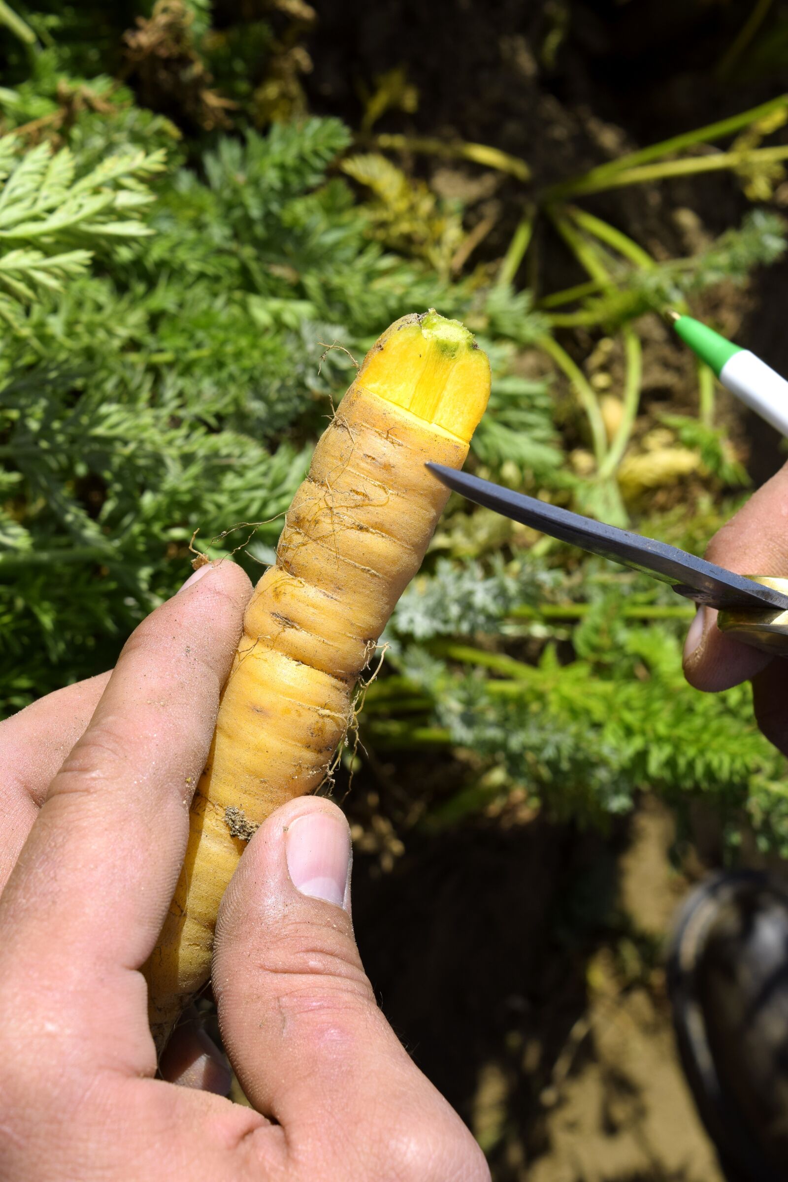 Nikon D3300 sample photo. Yellow carrot, carrot, ag photography
