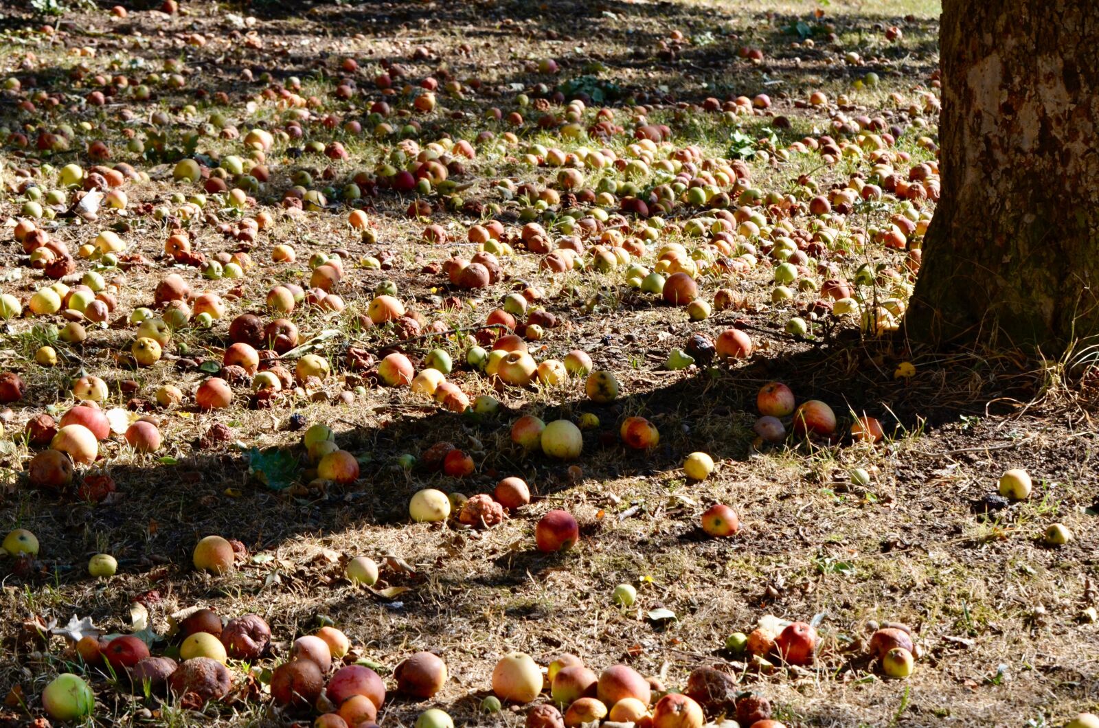 Nikon D5100 sample photo. Windfall, autumn, fruit photography