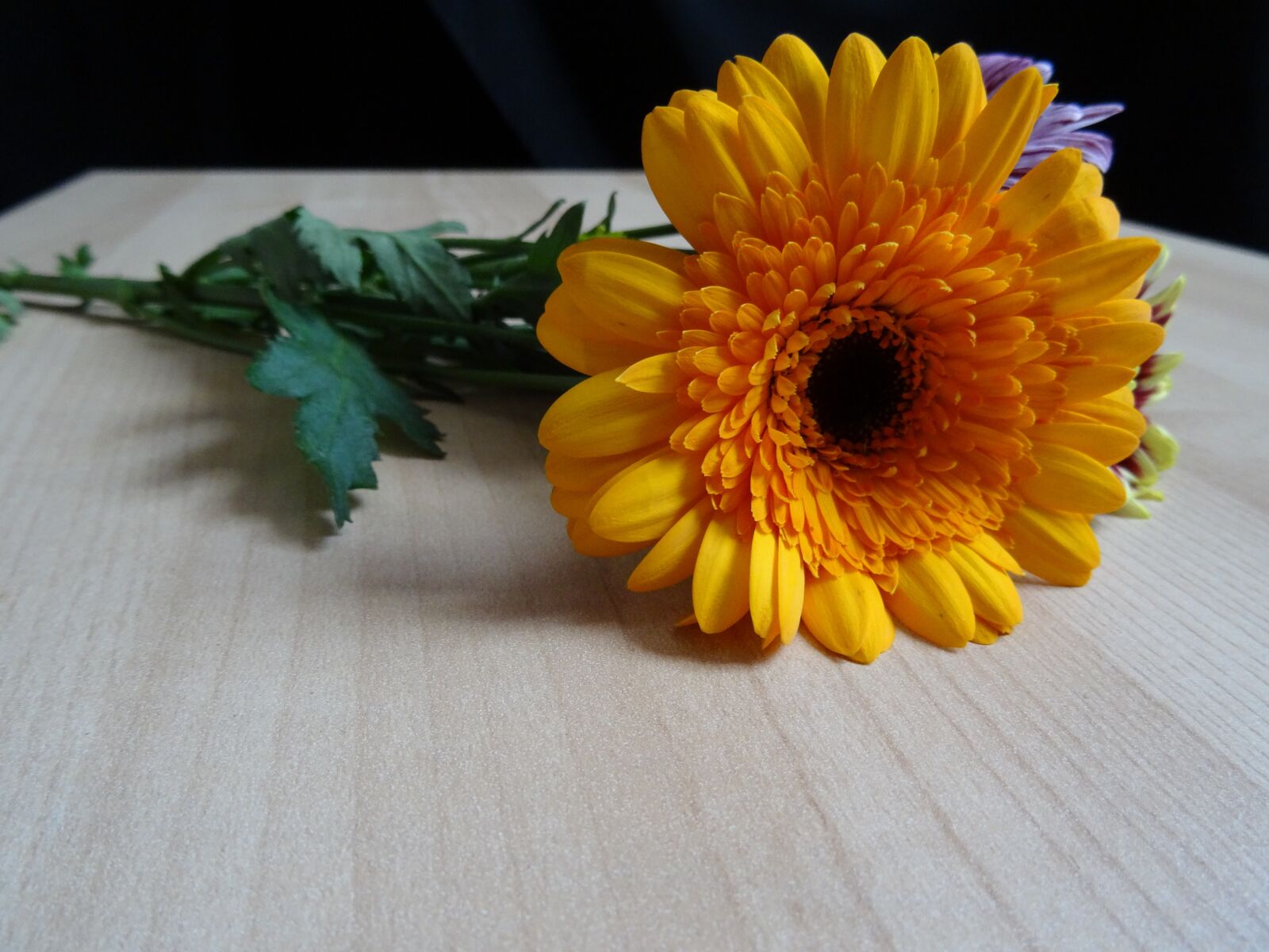 Sony DSC-HX50 sample photo. Gerbera, flower, sorry photography
