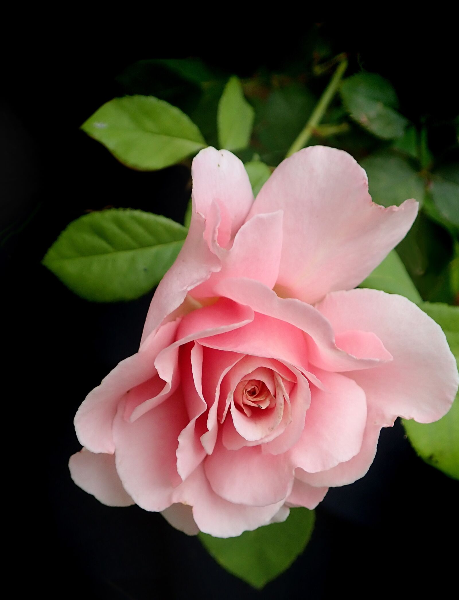 Olympus TG-5 sample photo. Flower, pink, rose photography