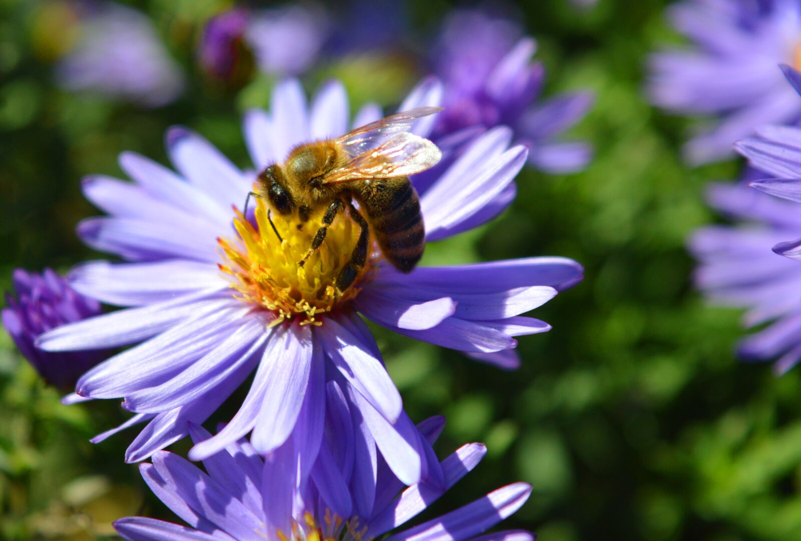 Nikon D3200 sample photo. Aster, bee, nature photography