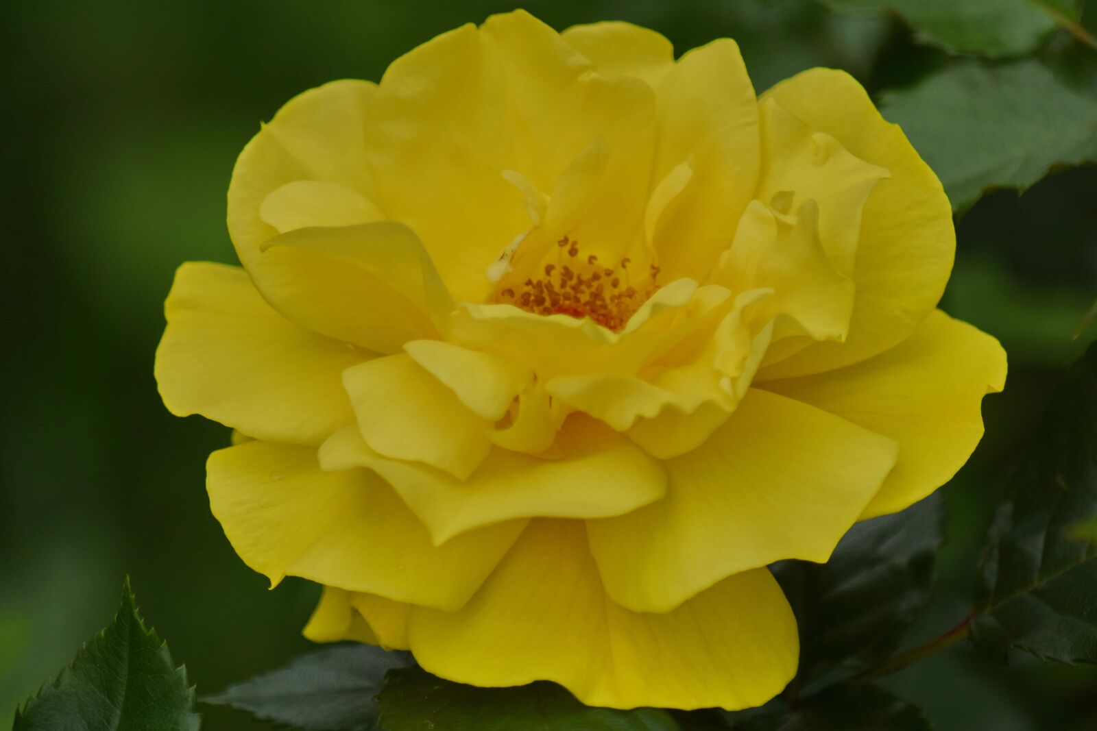 Nikon D5500 sample photo. Flora, rose, nature, flower photography