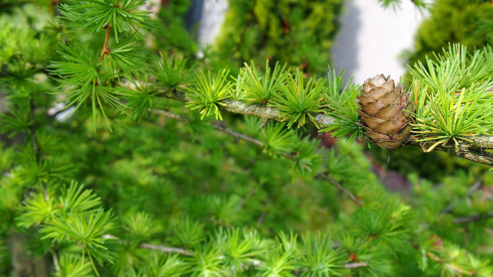 Olympus PEN E-PL6 sample photo. Pine cone, larch, sprig photography