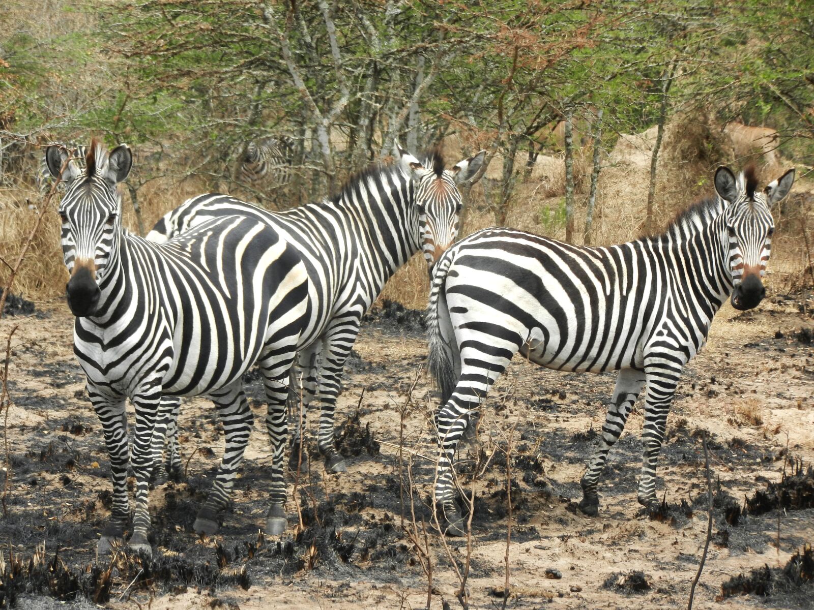 Nikon Coolpix S9100 sample photo. Zebras, flock, curious photography