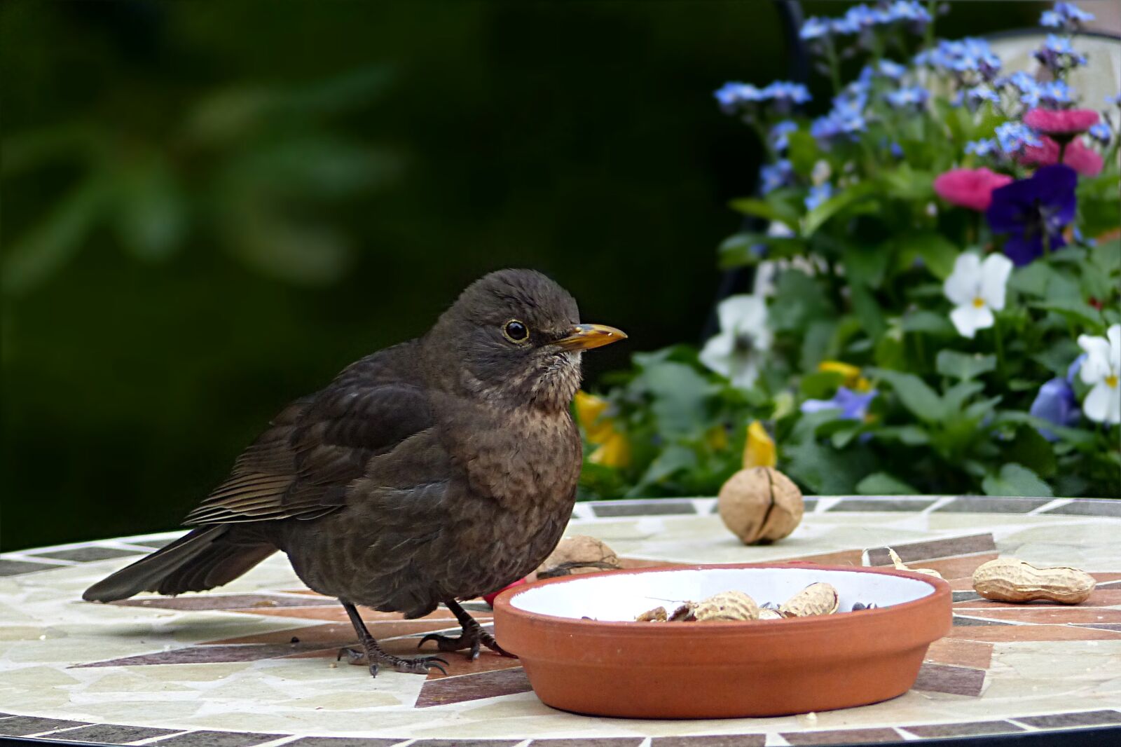Panasonic Lumix DMC-FZ200 sample photo. Bird, throttle, turdus philomelos photography