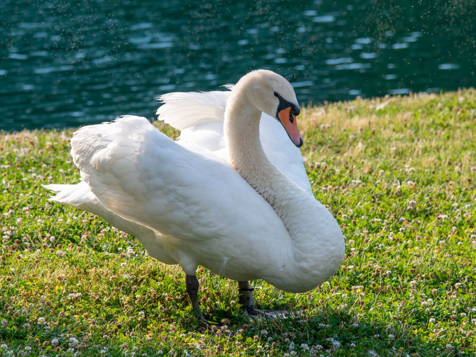 Nikon D850 sample photo. Swan, mute swan, white photography