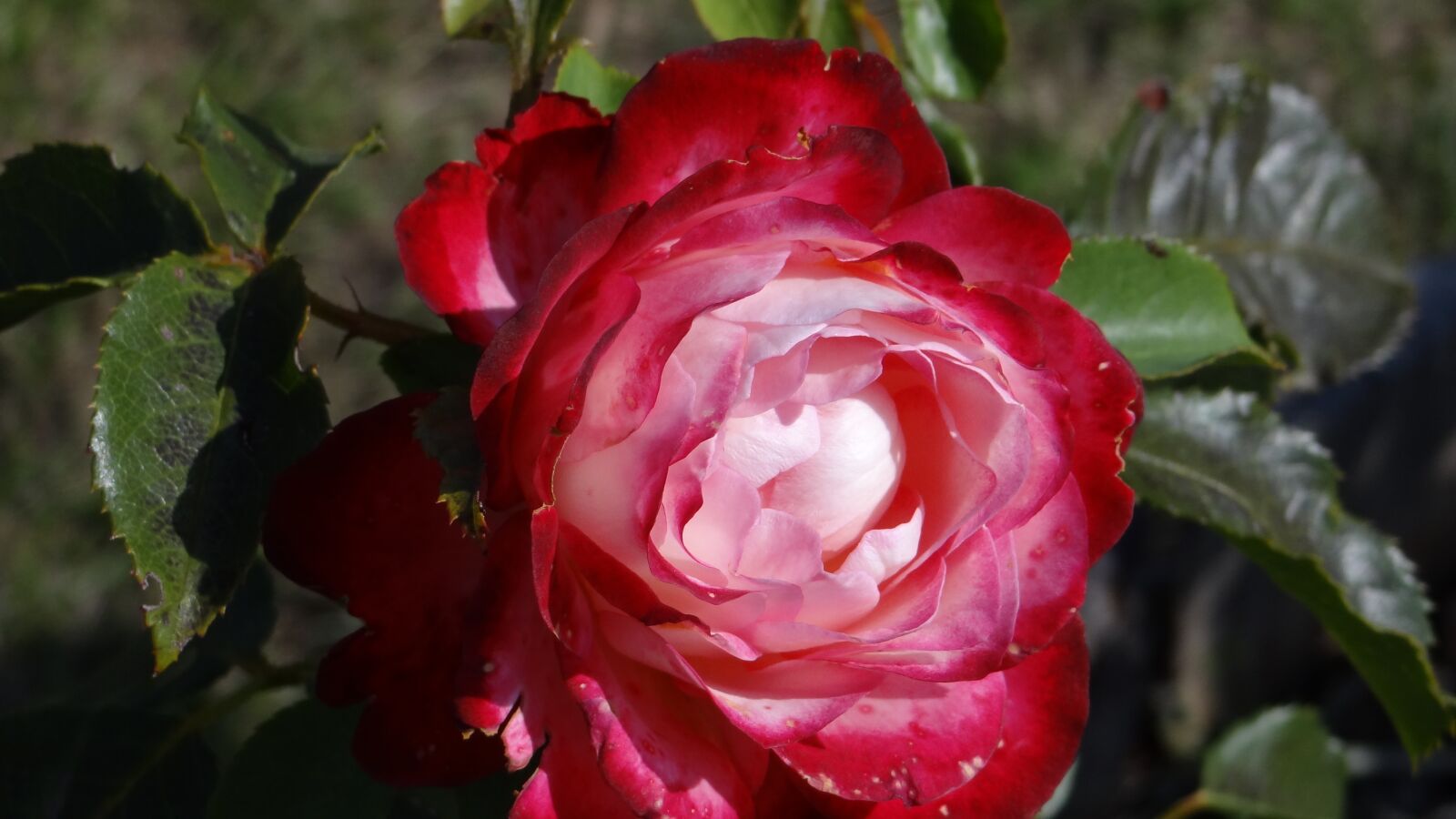 Sony Cyber-shot DSC-HX100V sample photo. Rose, red, flower photography