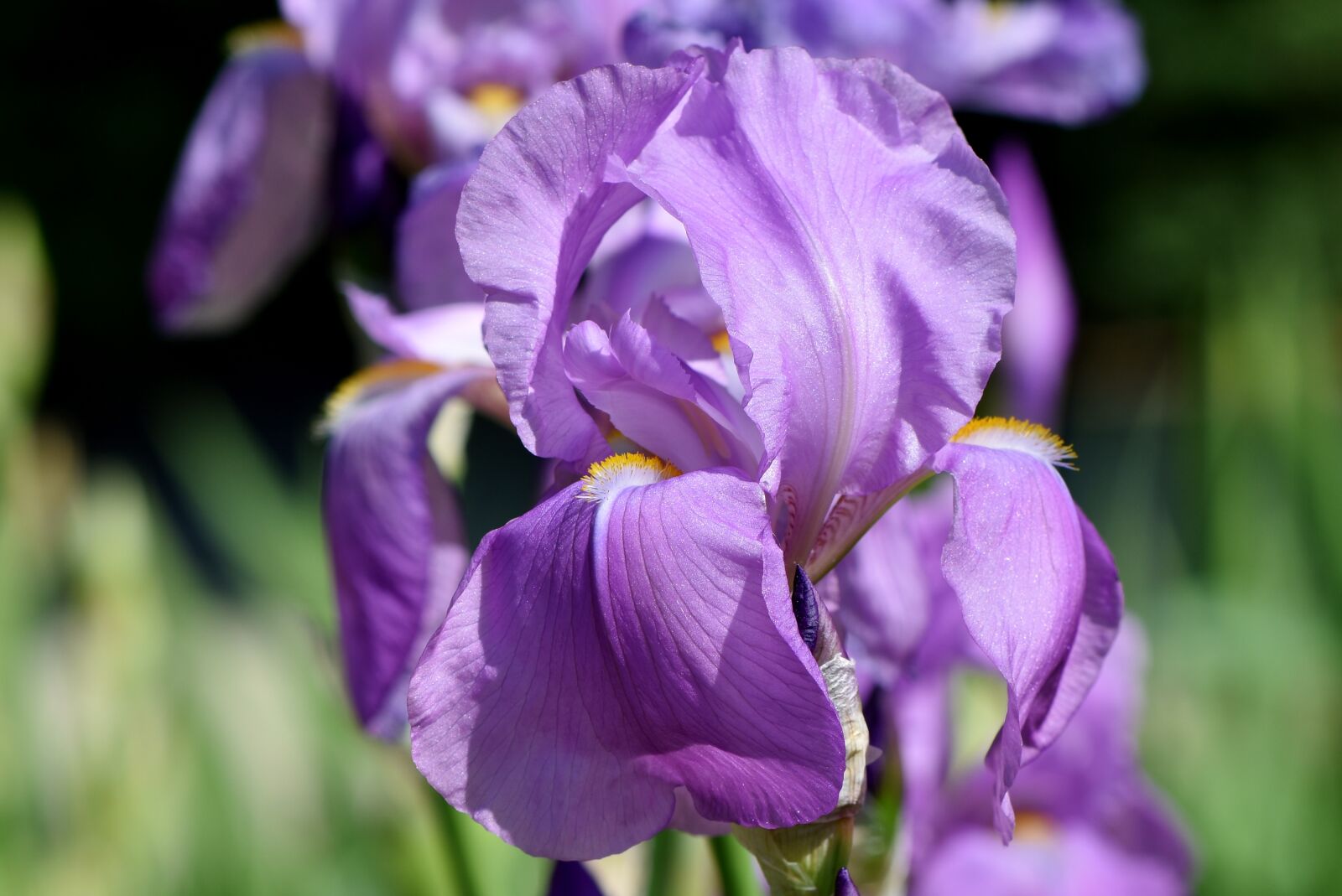 Nikon D7200 sample photo. Iris, iridaceae, purple photography