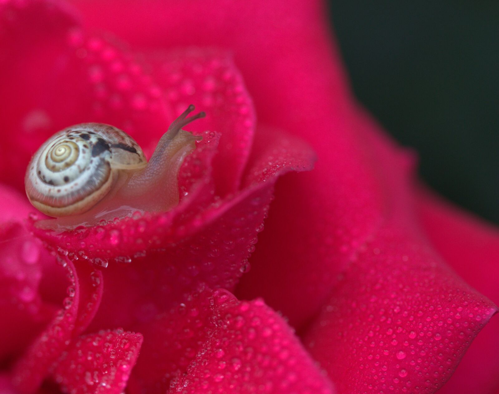 Canon EF-S 60mm F2.8 Macro USM sample photo. Snail, rose, red photography
