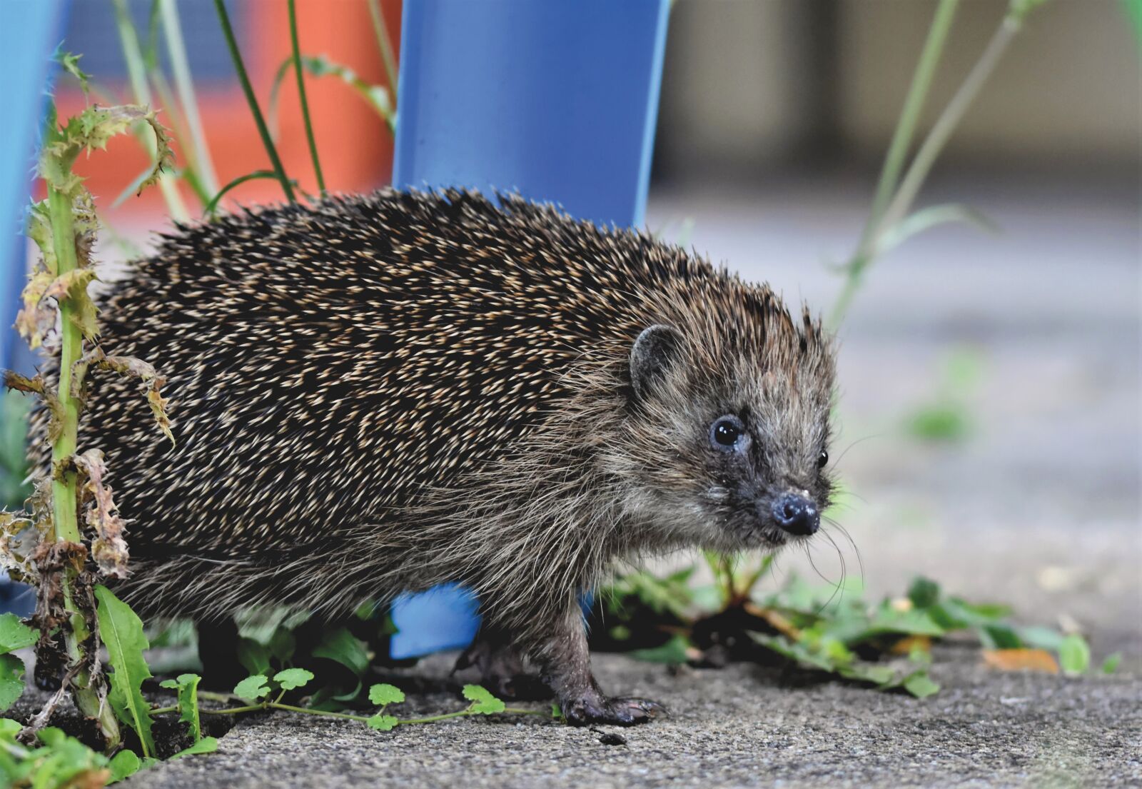 Nikon D7200 sample photo. Hedgehog, animal, wild animal photography