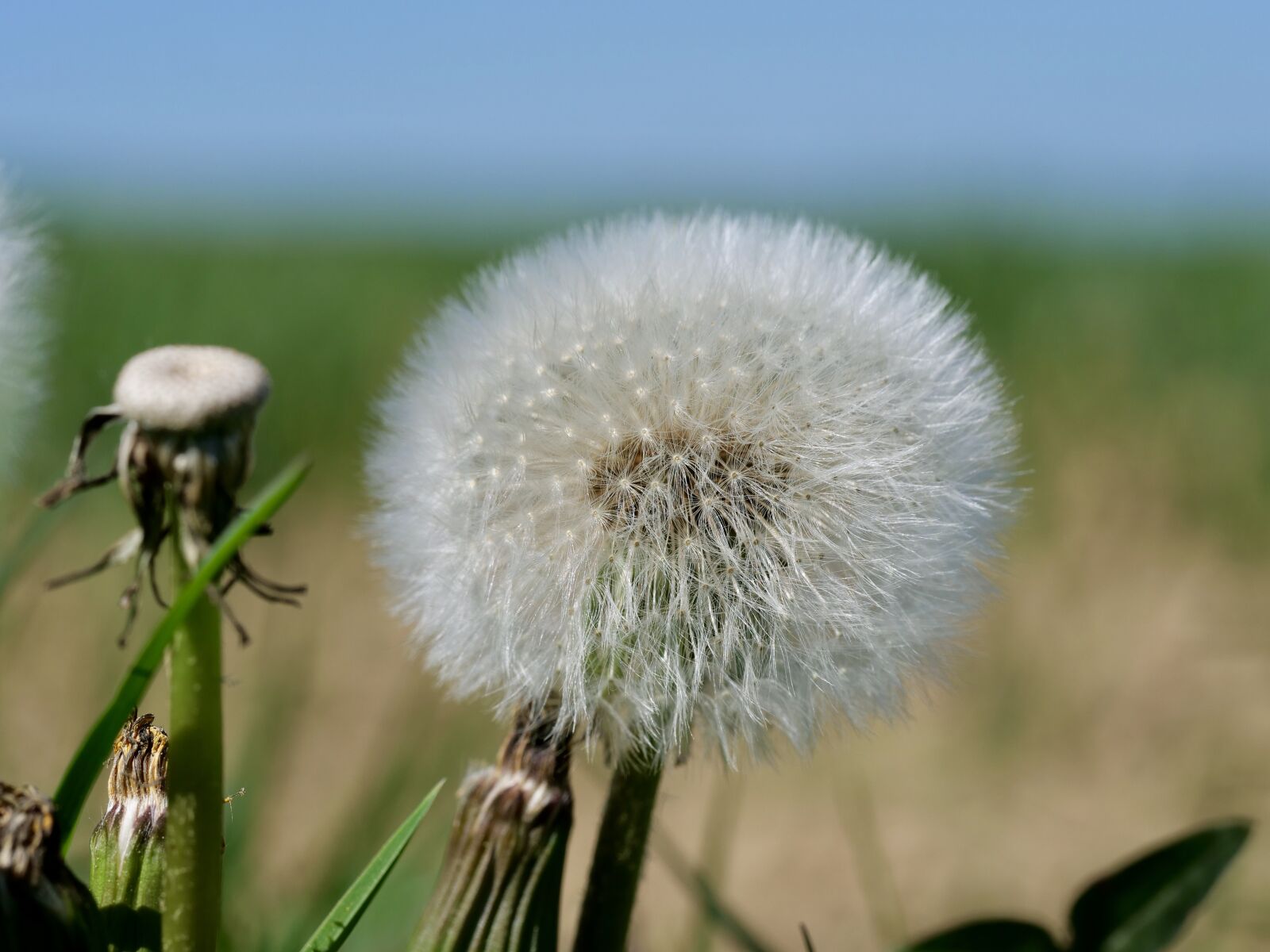 Panasonic Lumix DC-G9 sample photo. Dandelion, macro, spring photography