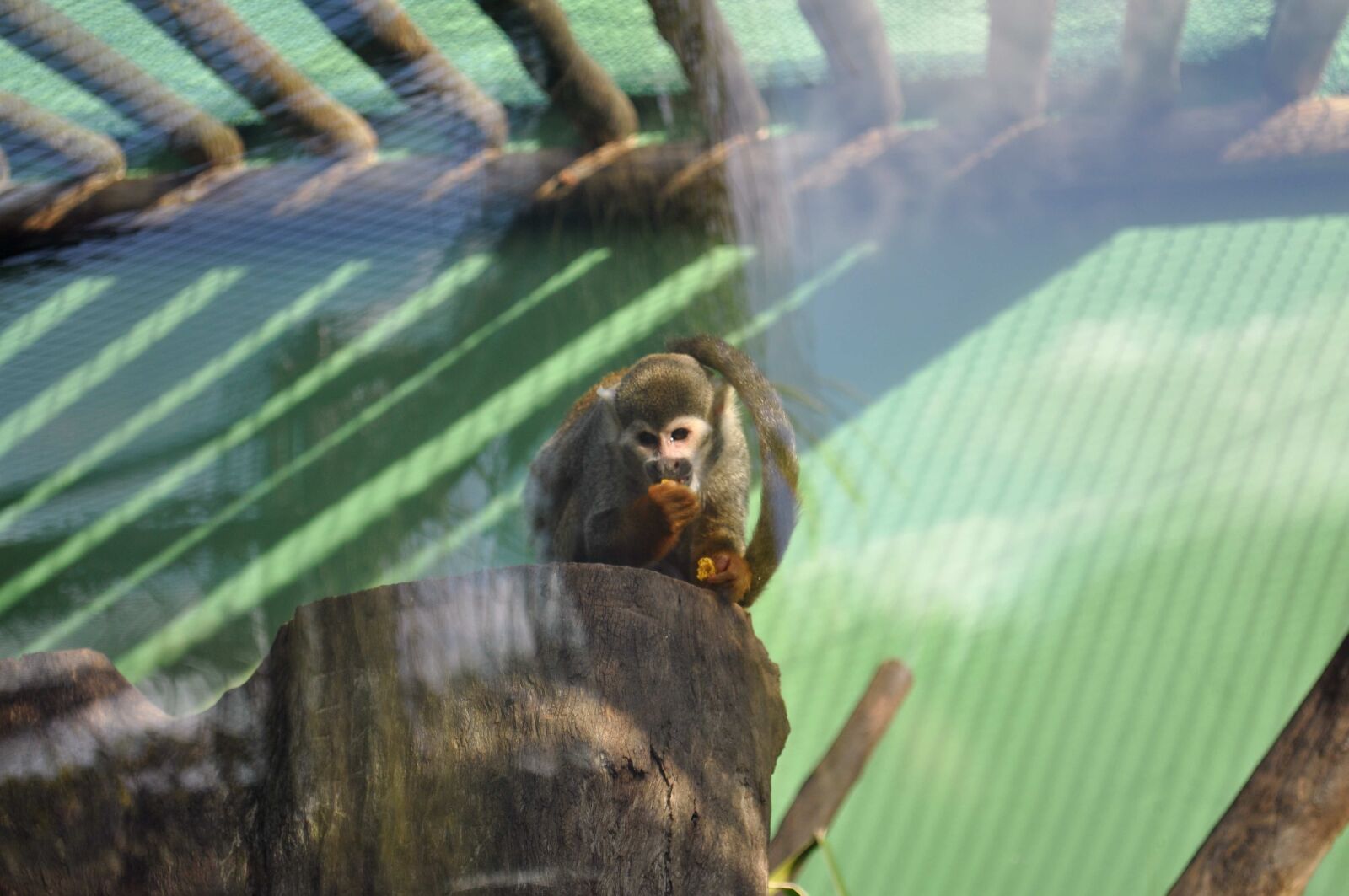 Nikon D5000 sample photo. Monkey, zoo, eating, fruit photography