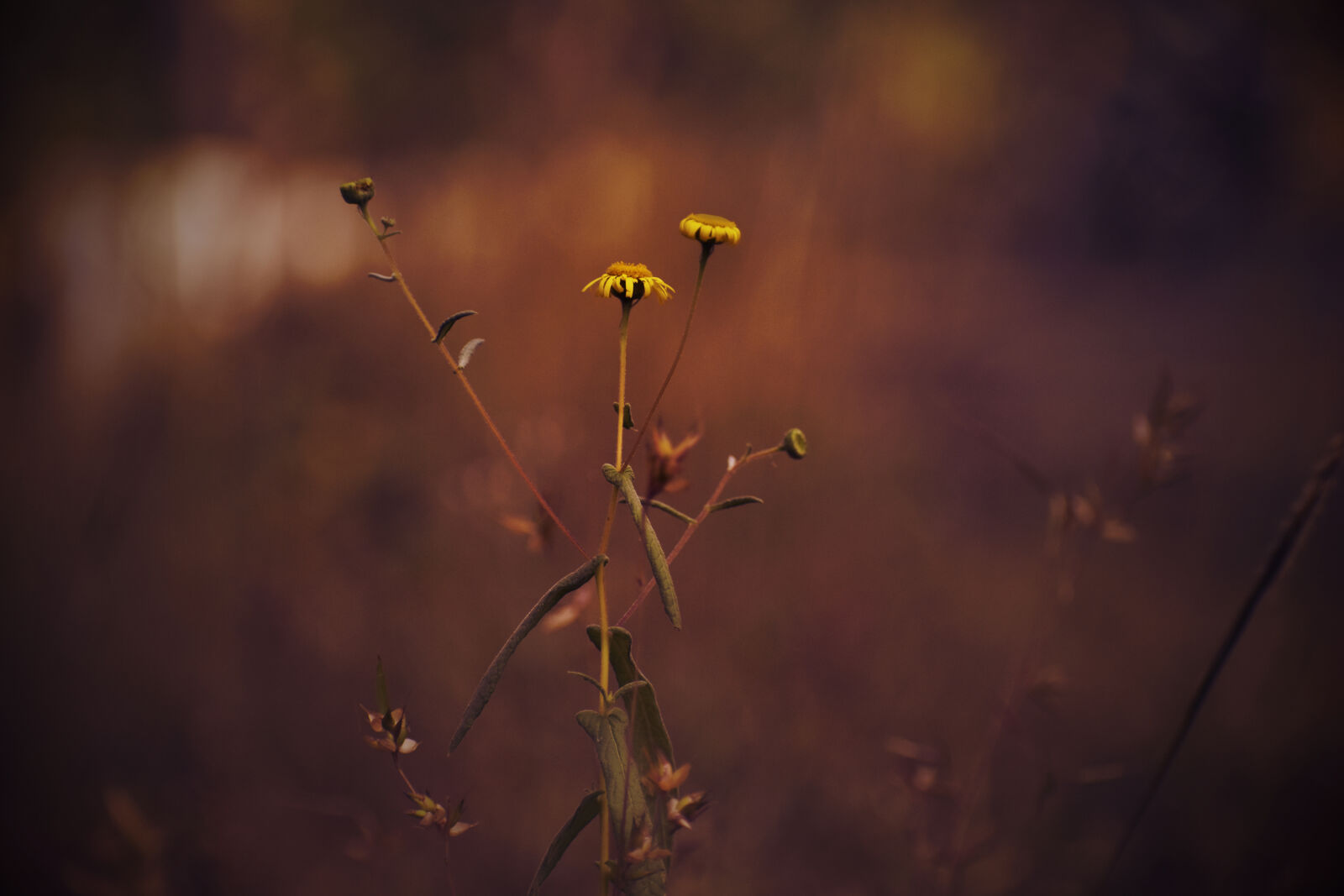 Nikon D3400 sample photo. Beautiful, flowers, natue, plant photography