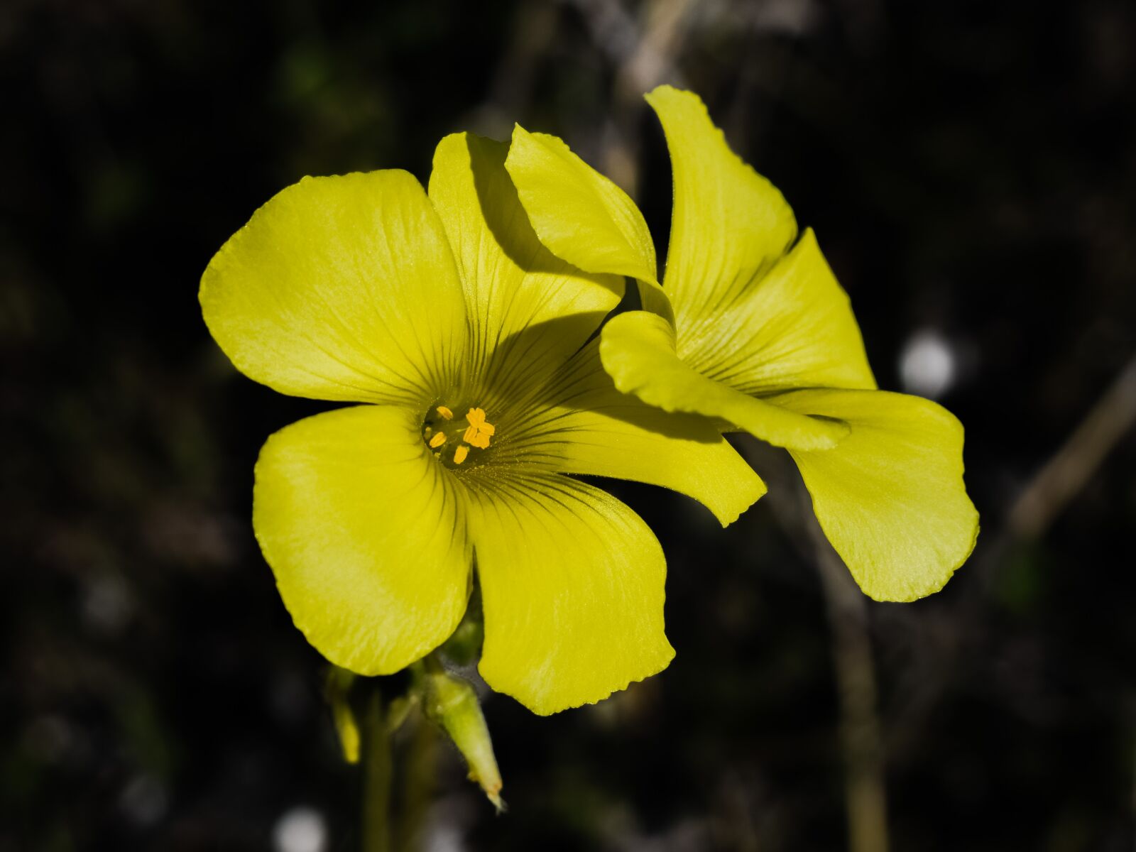 Nikon D3300 sample photo. Wildflower, yellow, nature photography