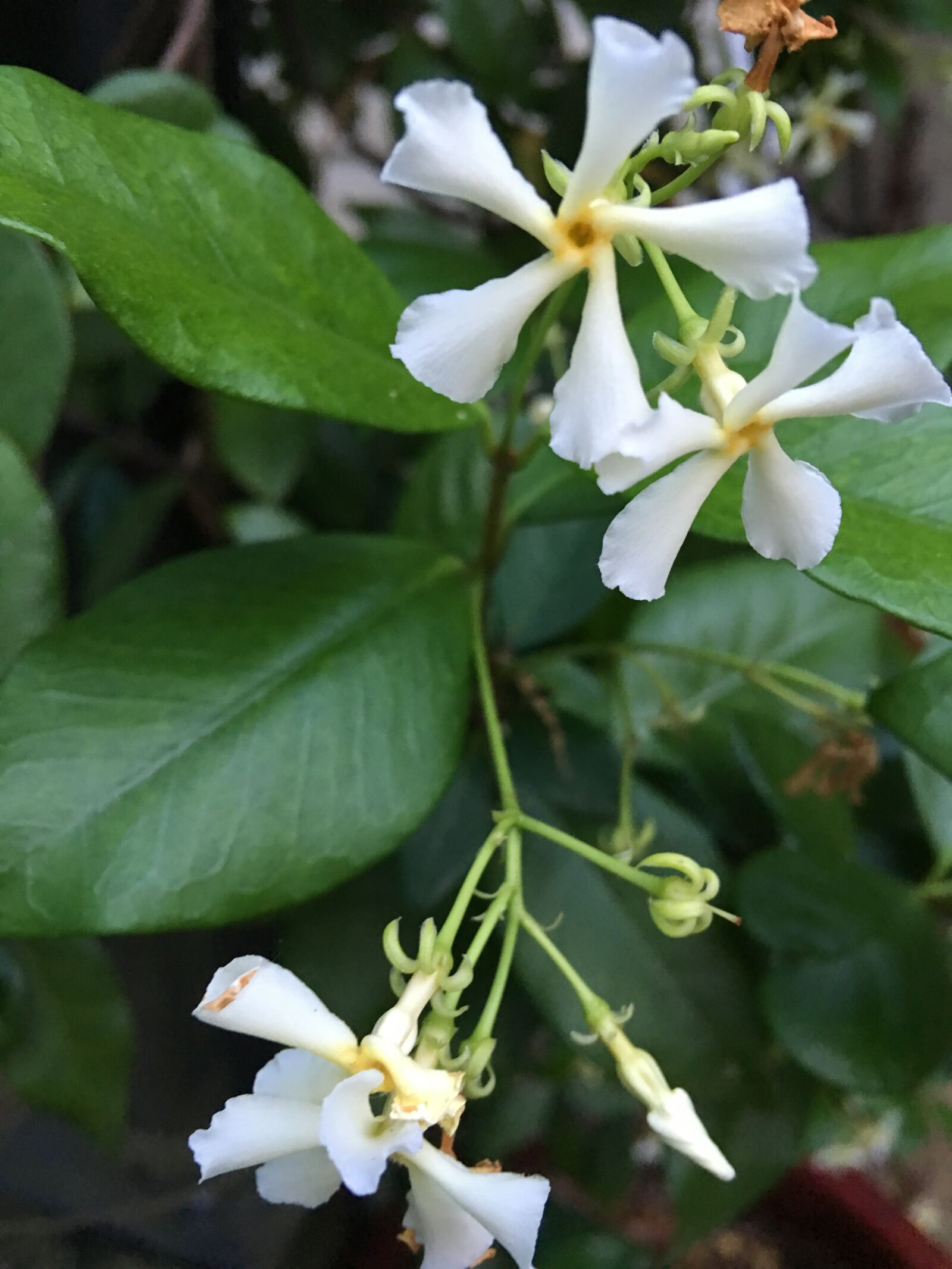 iPhone 6s Plus back camera 4.15mm f/2.2 sample photo. Jasmine, blossom, white photography