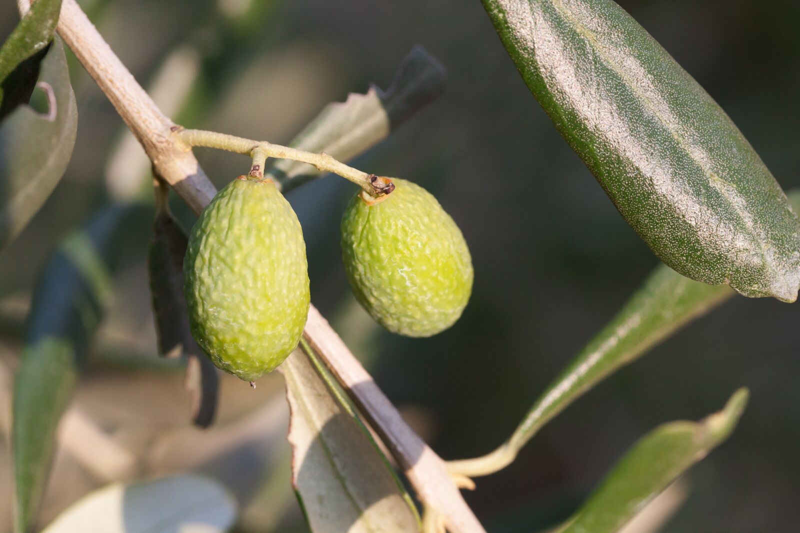 Canon EOS 50D sample photo. Olive, green, mediterranean photography