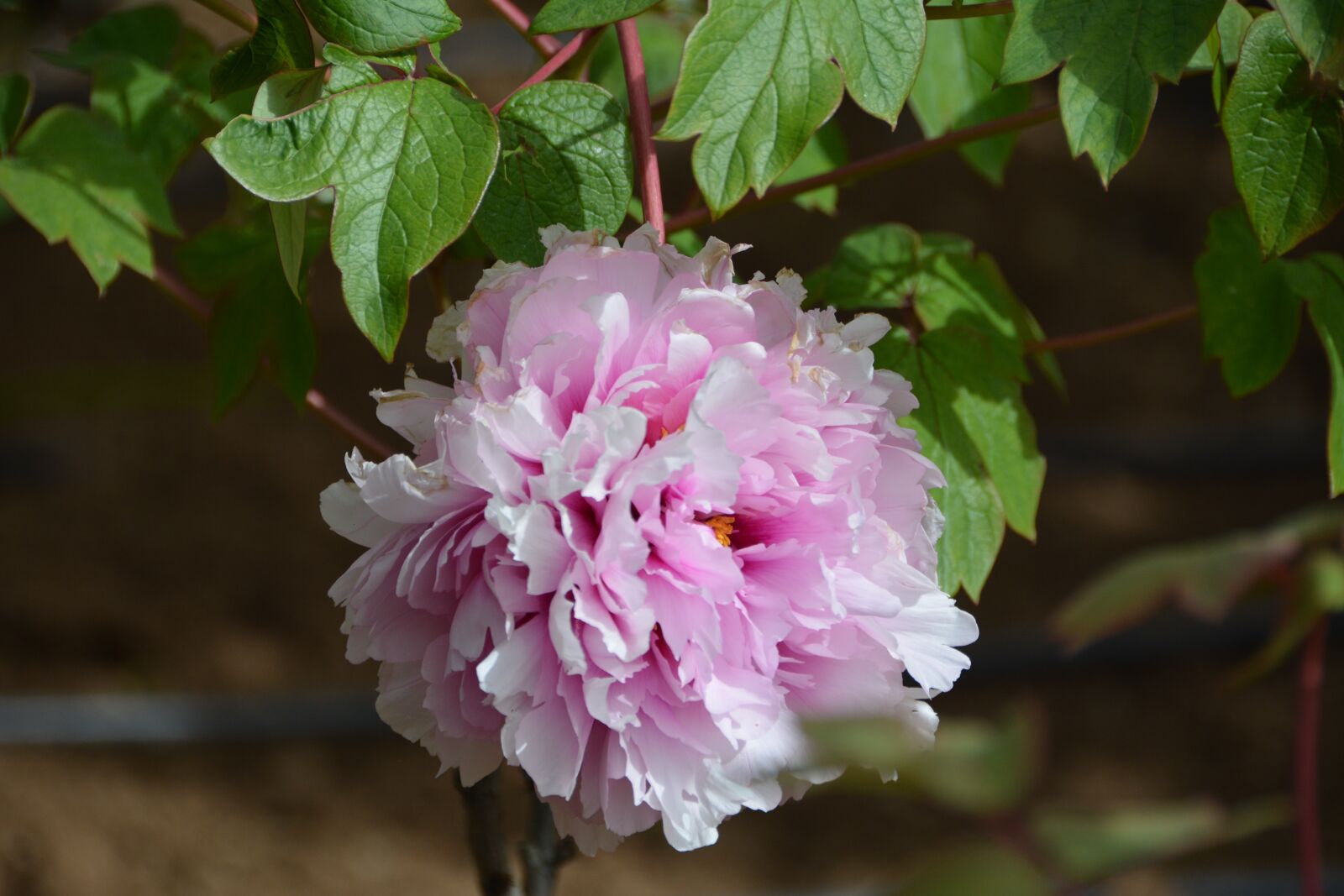 Nikon D7100 sample photo. Flower, pink flowers, petals photography