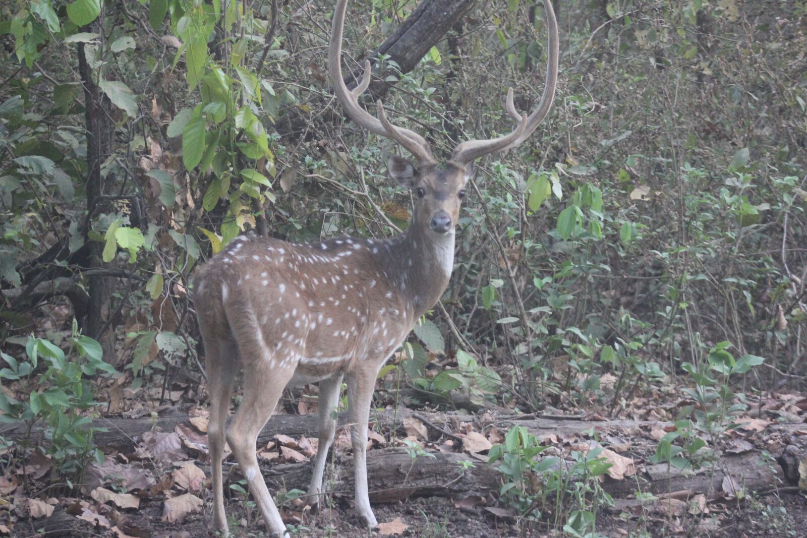 Canon EOS 550D (EOS Rebel T2i / EOS Kiss X4) sample photo. Deer, wilderness, nature photography
