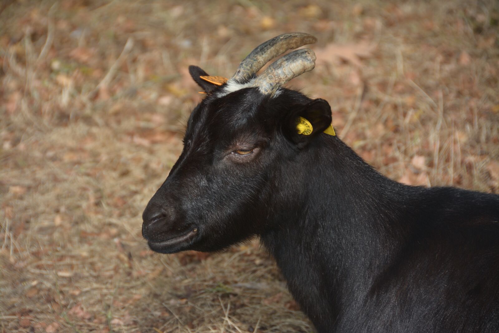Nikon D7100 sample photo. Goat, black, horns photography