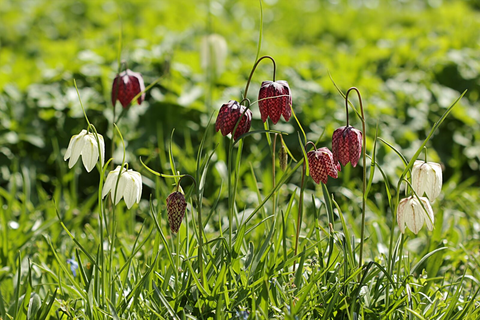 Canon EOS 550D (EOS Rebel T2i / EOS Kiss X4) sample photo. Chequered, fritillaria meleagris, lilies photography