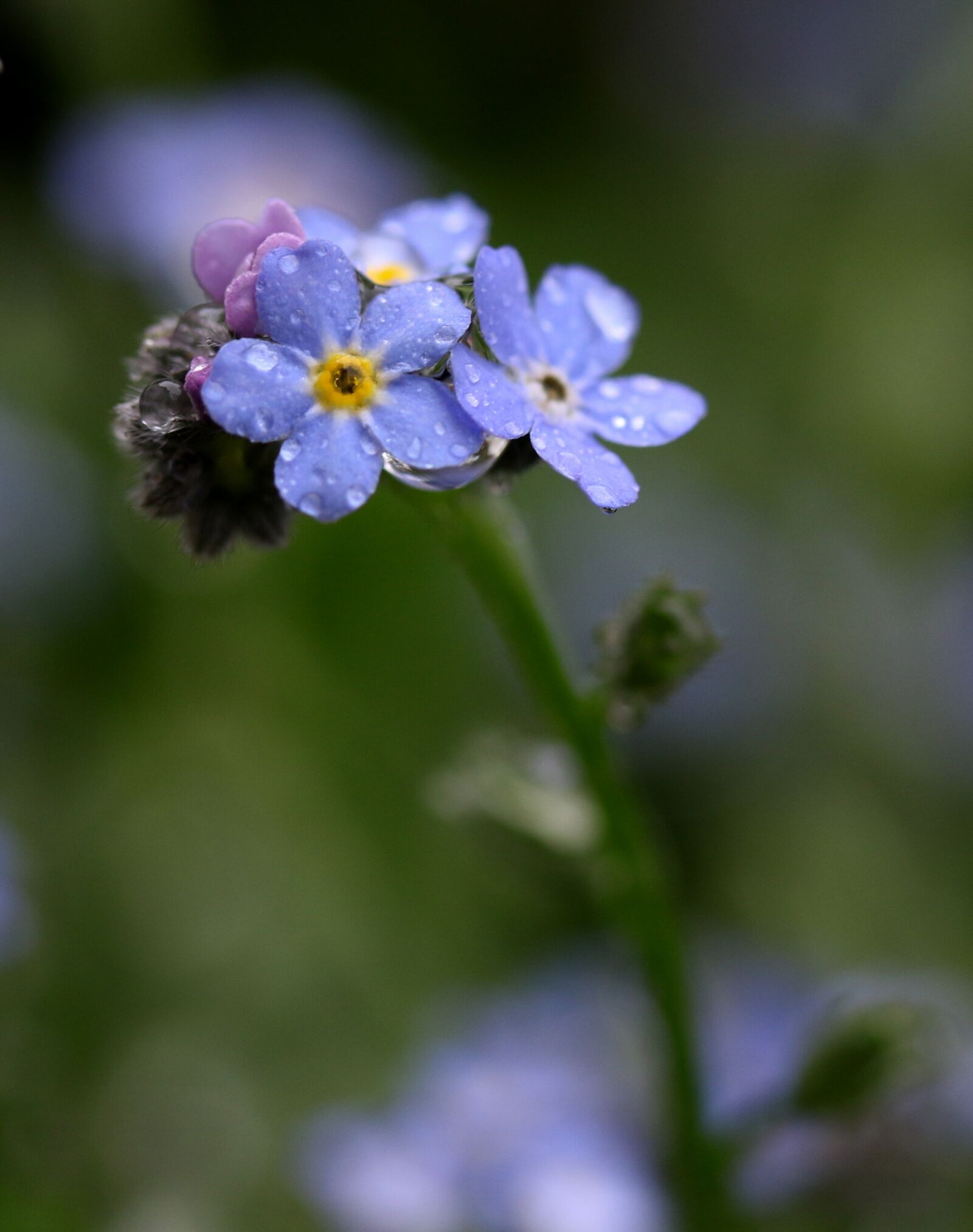Canon EF-S 60mm F2.8 Macro USM sample photo. Forget-me-not, flower, blue photography
