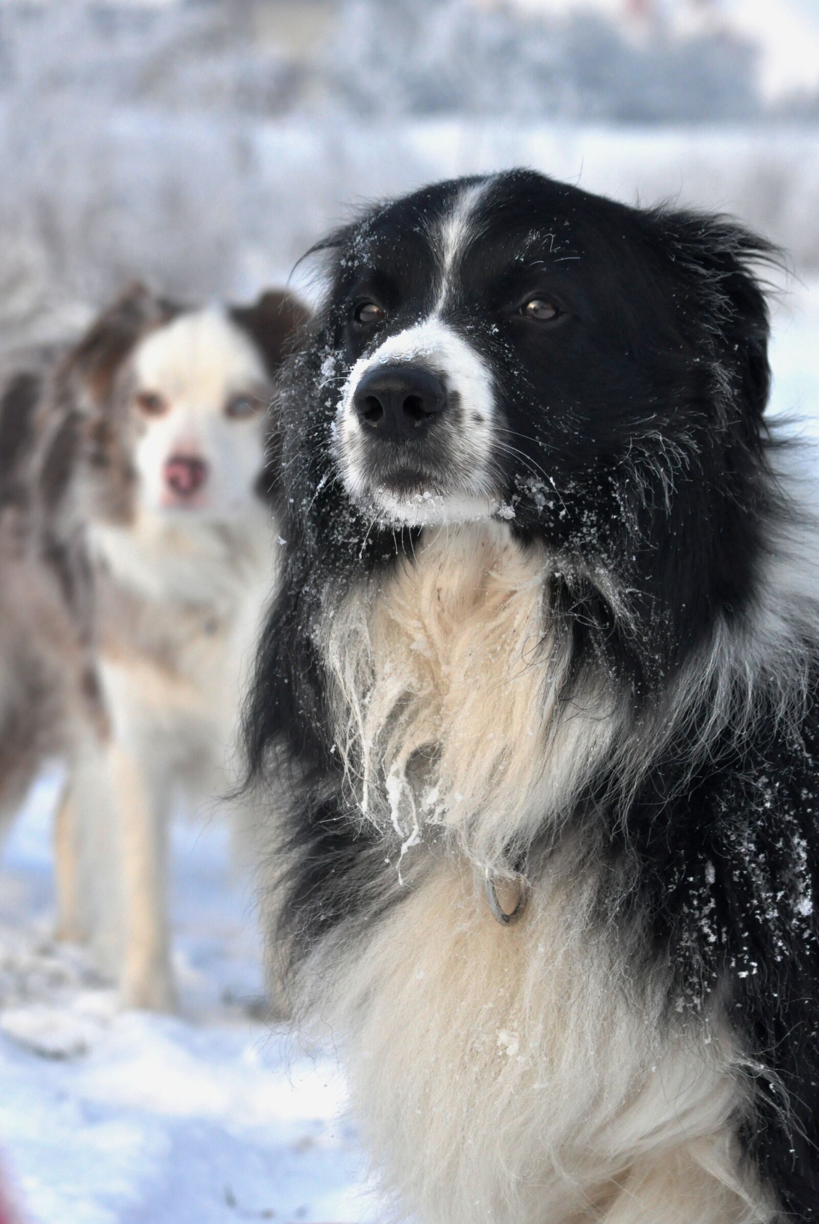 Nikon D90 sample photo. Winter, border collie, fun photography
