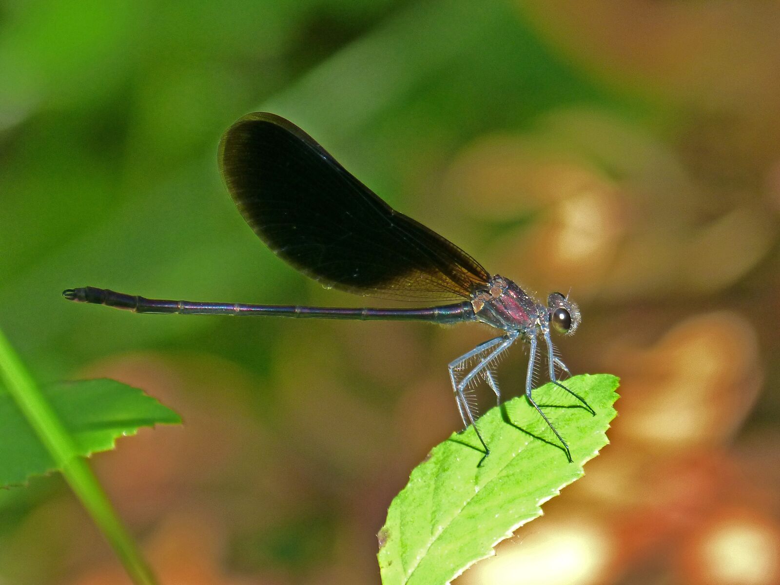 Panasonic DMC-FZ62 sample photo. Libella, black dragonfly, calopteryx photography