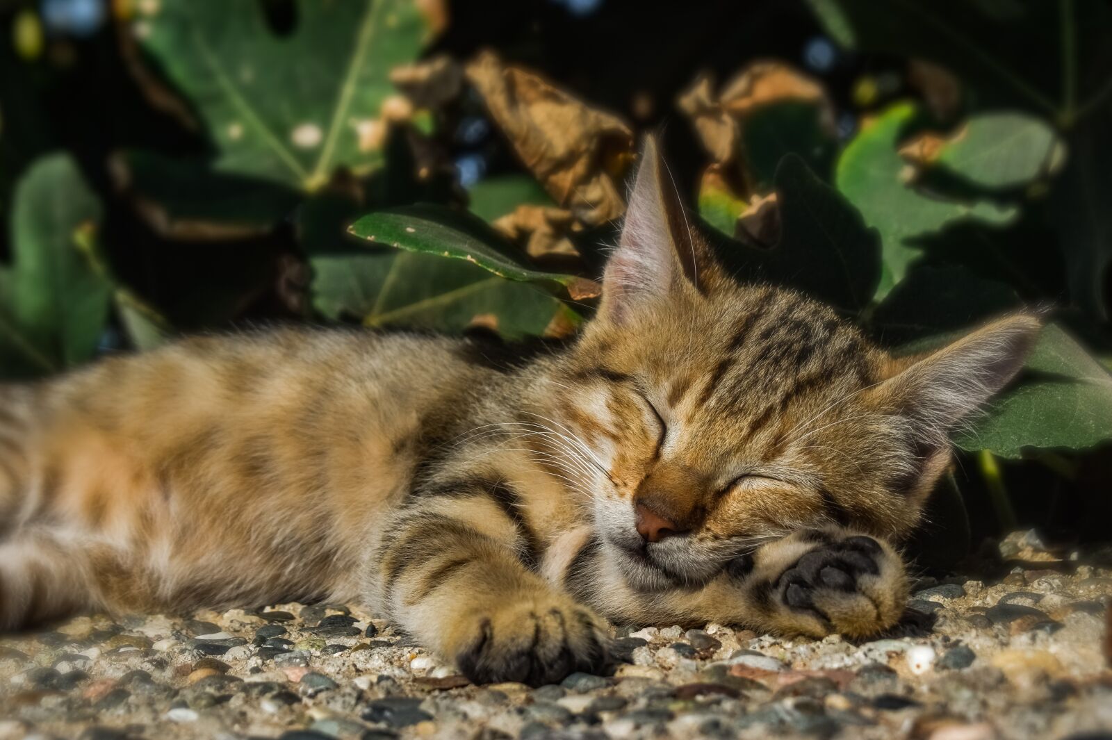 Nikon D3300 sample photo. Cat, stray, outdoors photography