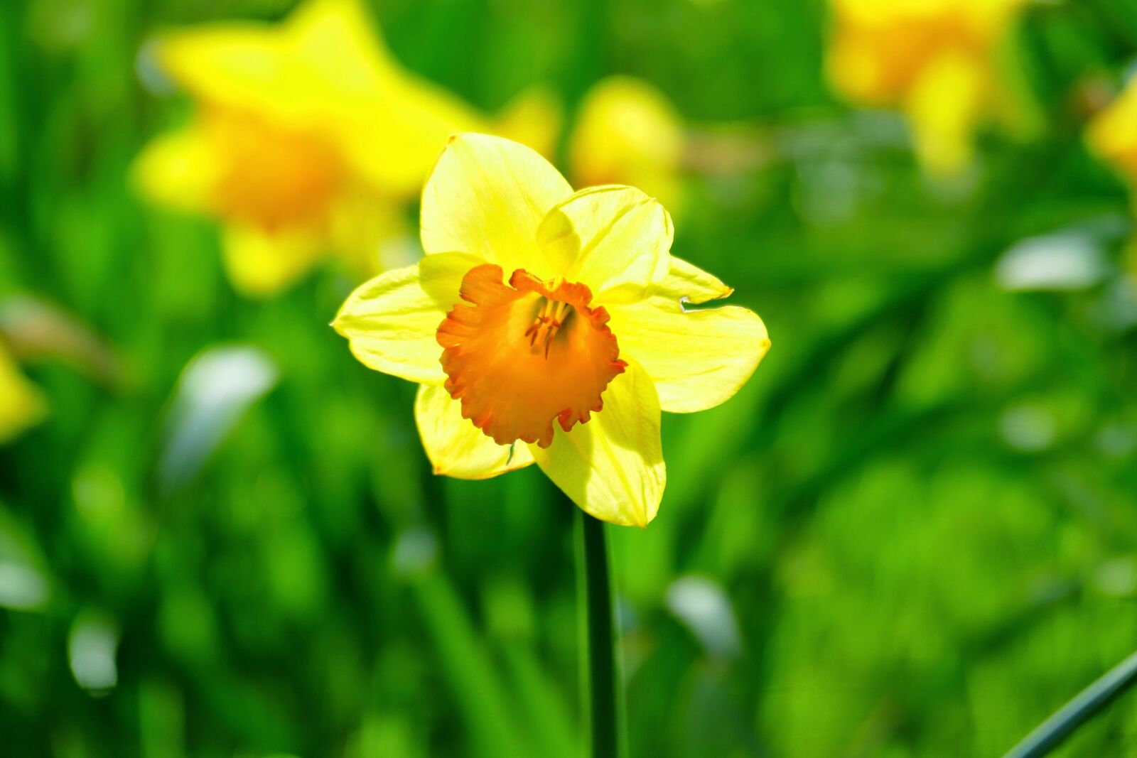 Panasonic Lumix DMC-FZ1000 sample photo. Daffodil, flower, spring photography