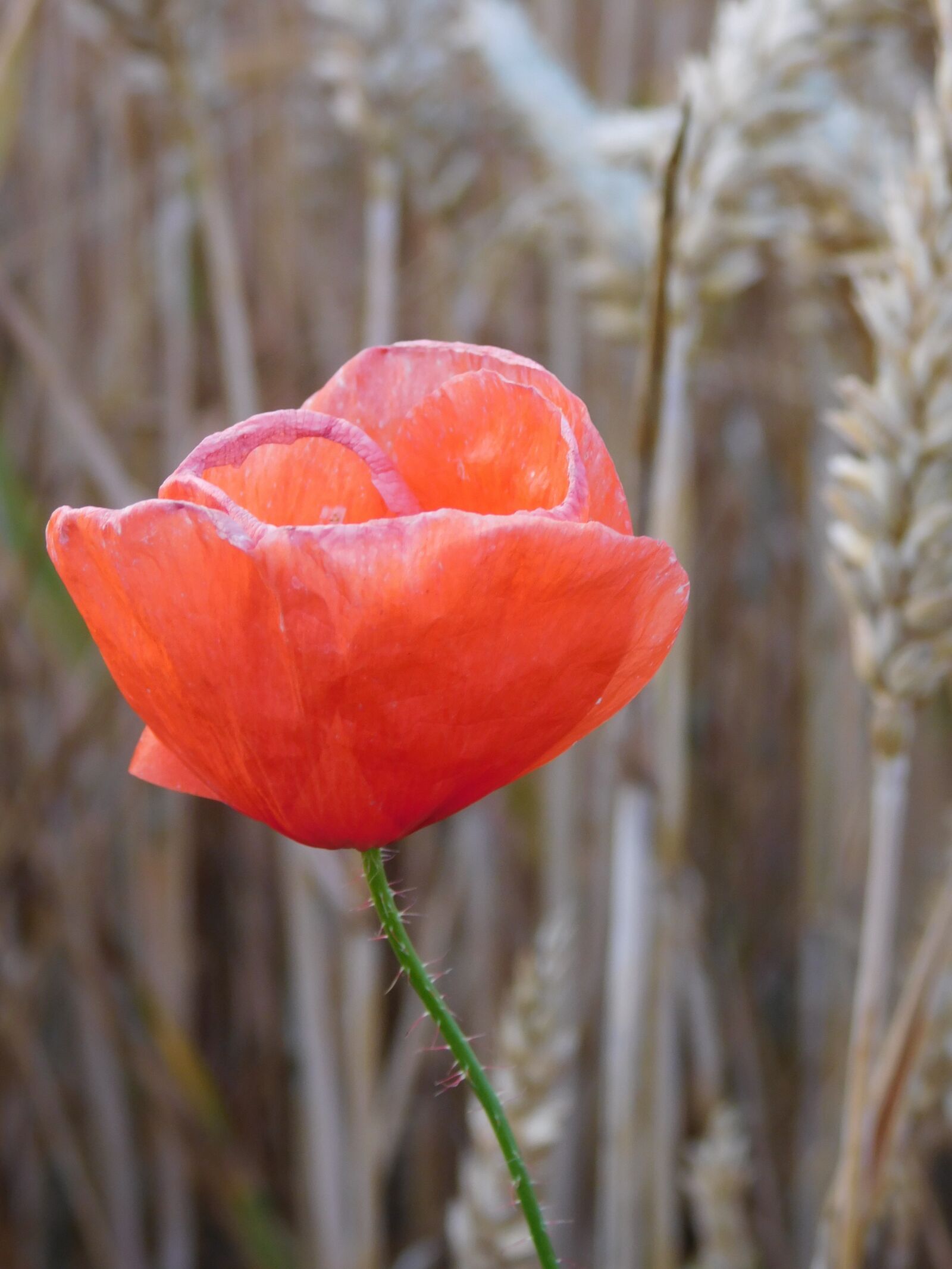 Nikon Coolpix L840 sample photo. Poppy, poppies in the photography