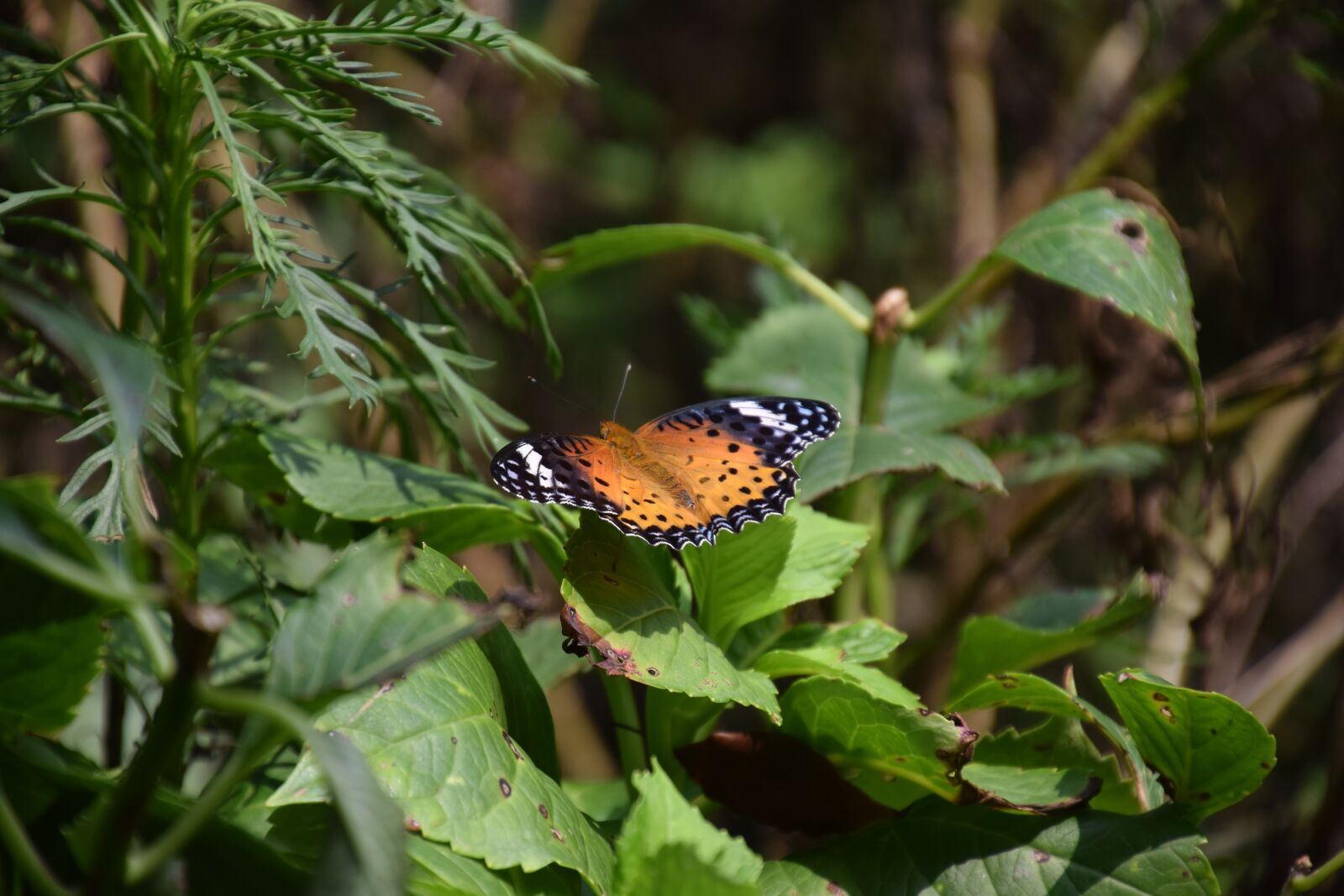 Nikon D5300 sample photo. Butterfly, leaves, summer photography