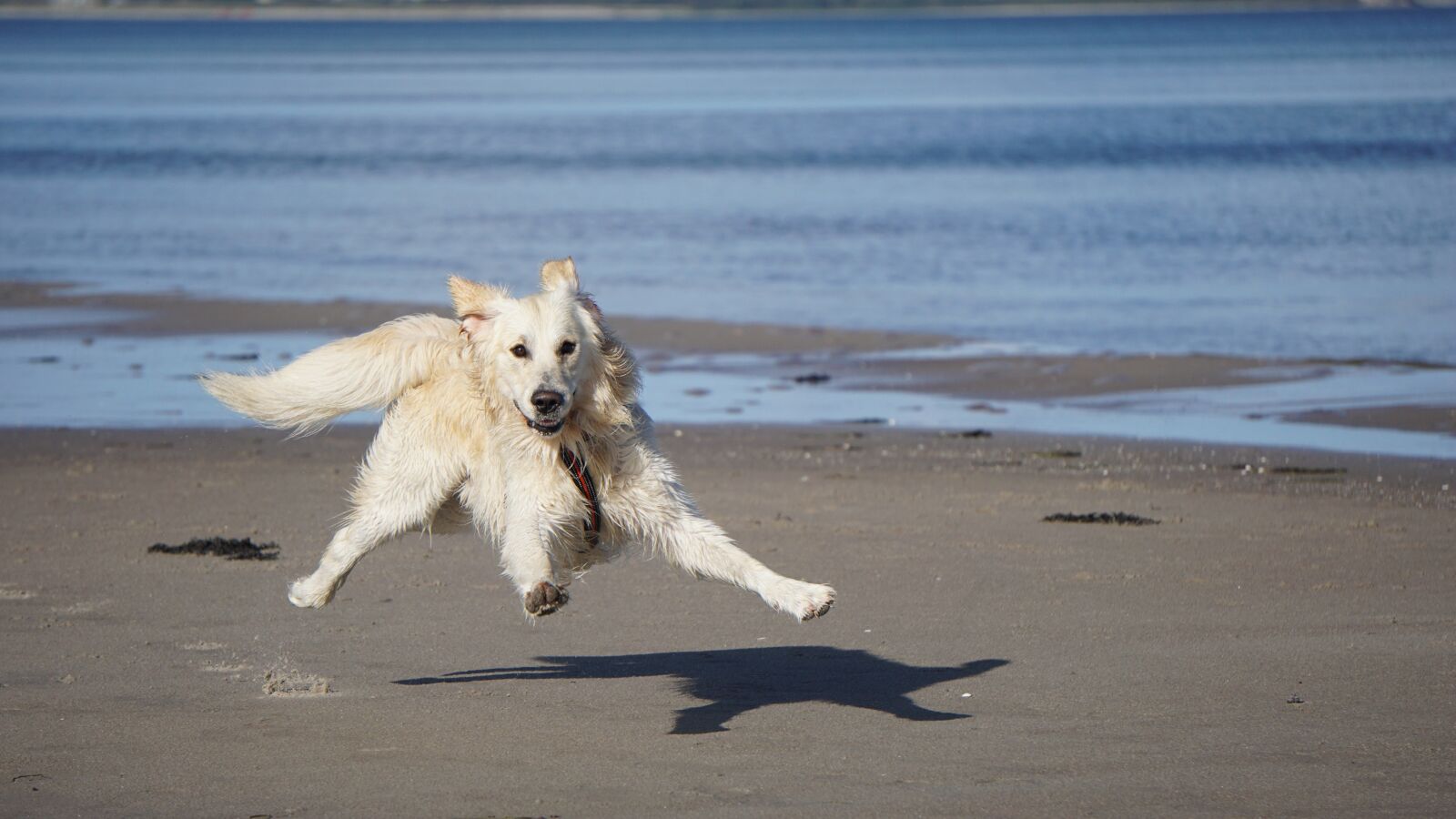 Sony E 55-210mm F4.5-6.3 OSS sample photo. Dog, golden retriever, pet photography