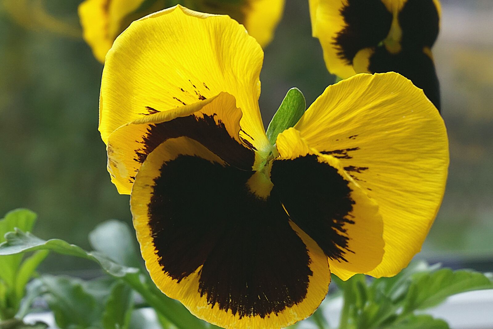 Sony a6000 sample photo. Pansy, pansies, flowers photography