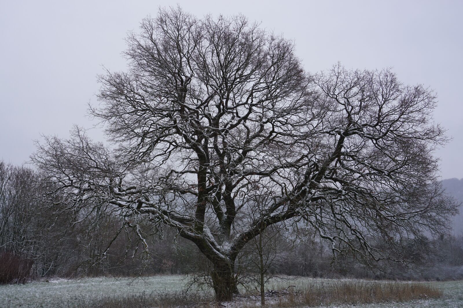 Sony a6000 sample photo. Oak, kahl, snow photography